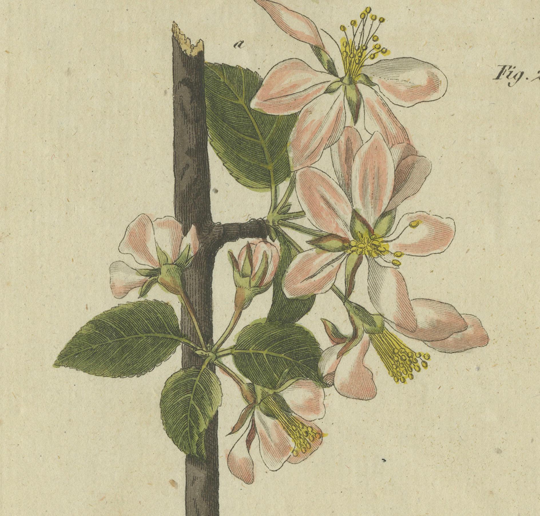 Gravé Blossommes et fruits : arbres à pomme et poire illustrés dans une gravure de 1805 en vente