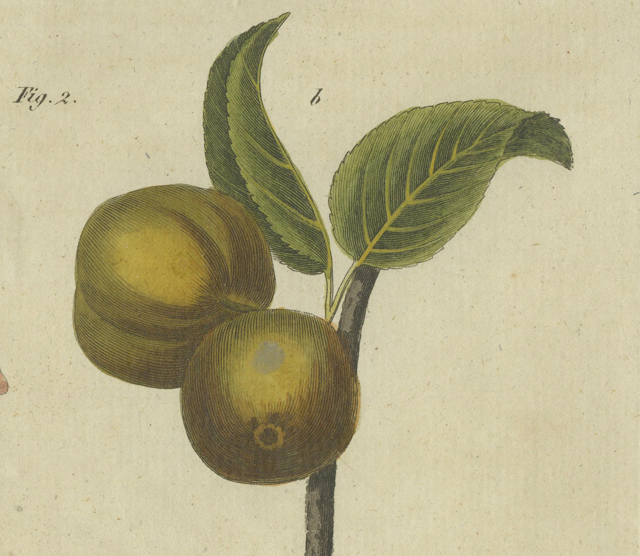 Blossommes et fruits : arbres à pomme et poire illustrés dans une gravure de 1805 Bon état - En vente à Langweer, NL