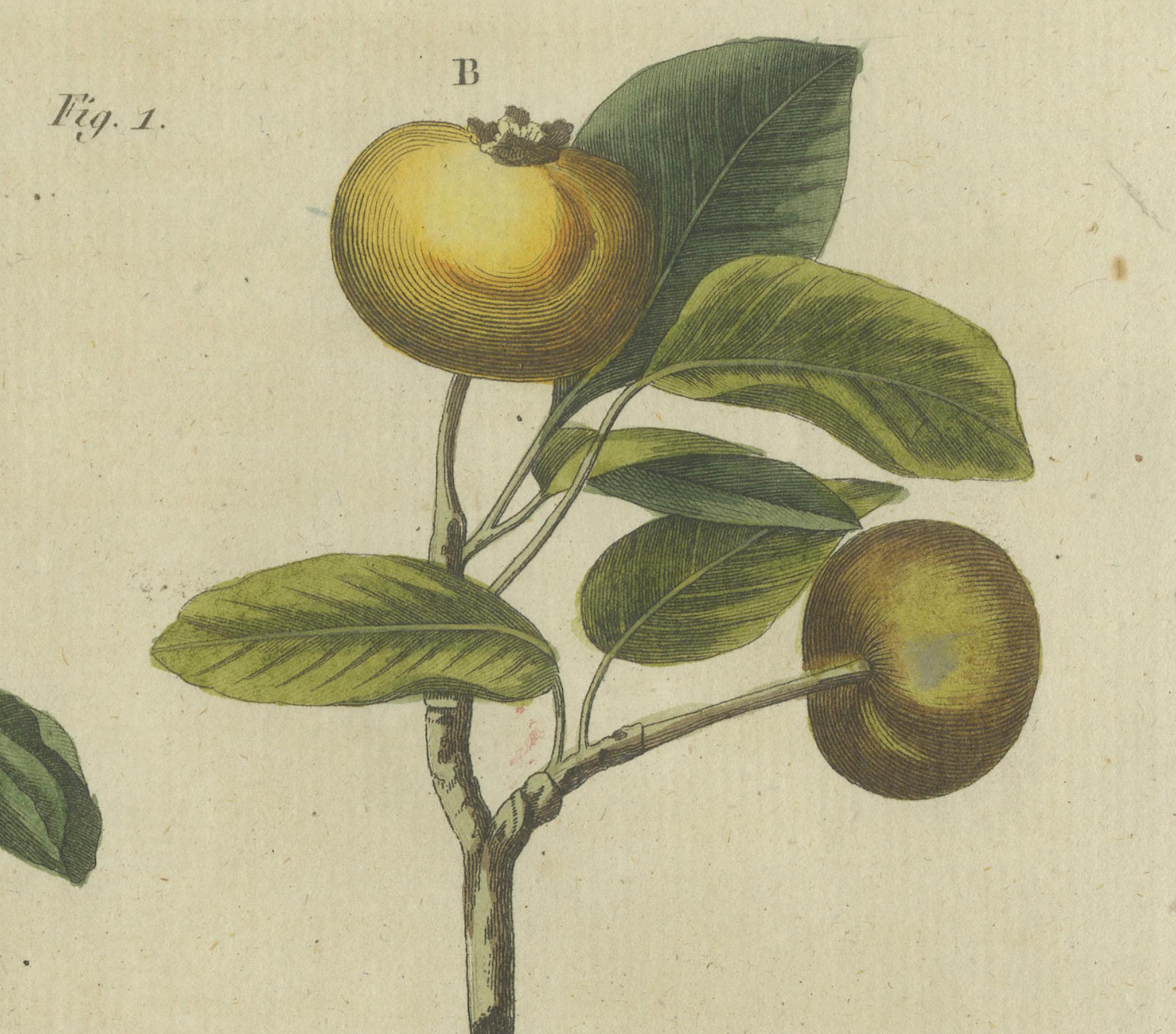 Début du XIXe siècle Blossommes et fruits : arbres à pomme et poire illustrés dans une gravure de 1805 en vente