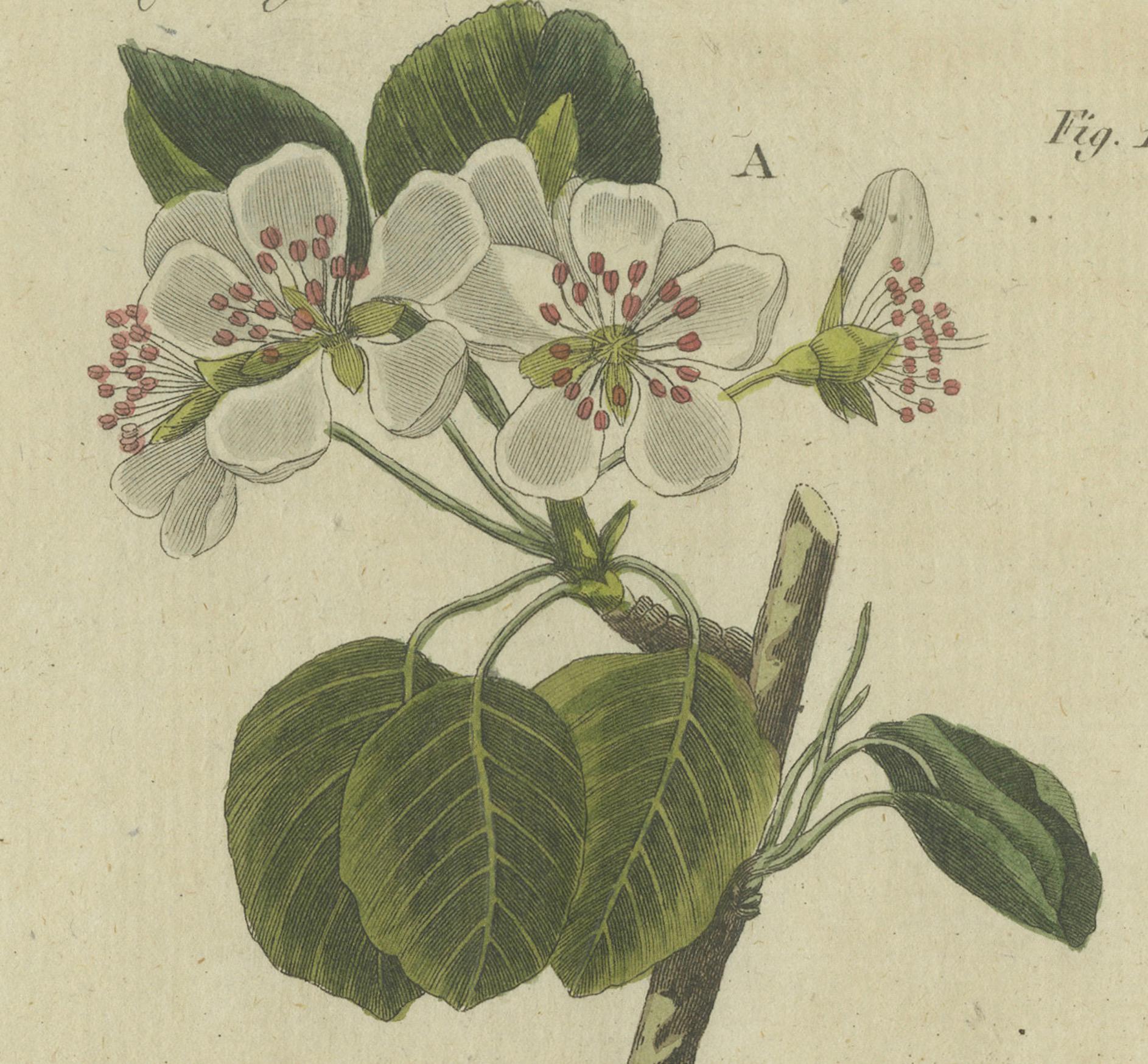 Papier Blossommes et fruits : arbres à pomme et poire illustrés dans une gravure de 1805 en vente