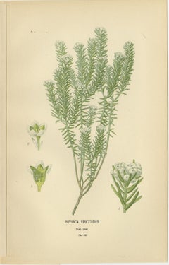 Blossoms of Elegance: A Triptych of 1896 Botanical Art