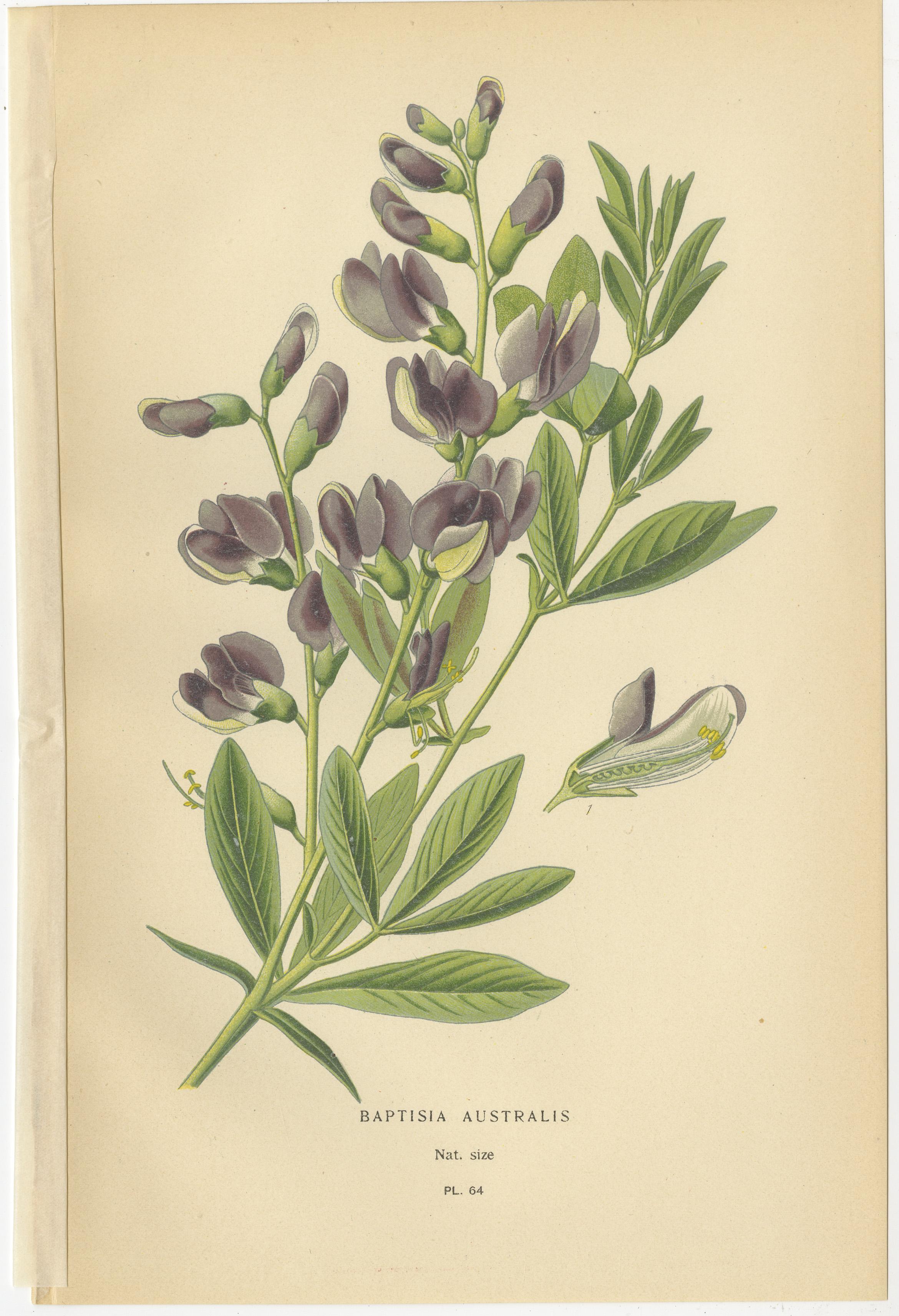 Blossoms of Elegance: A Triptyque of 1896 Botanical Art Bon état - En vente à Langweer, NL