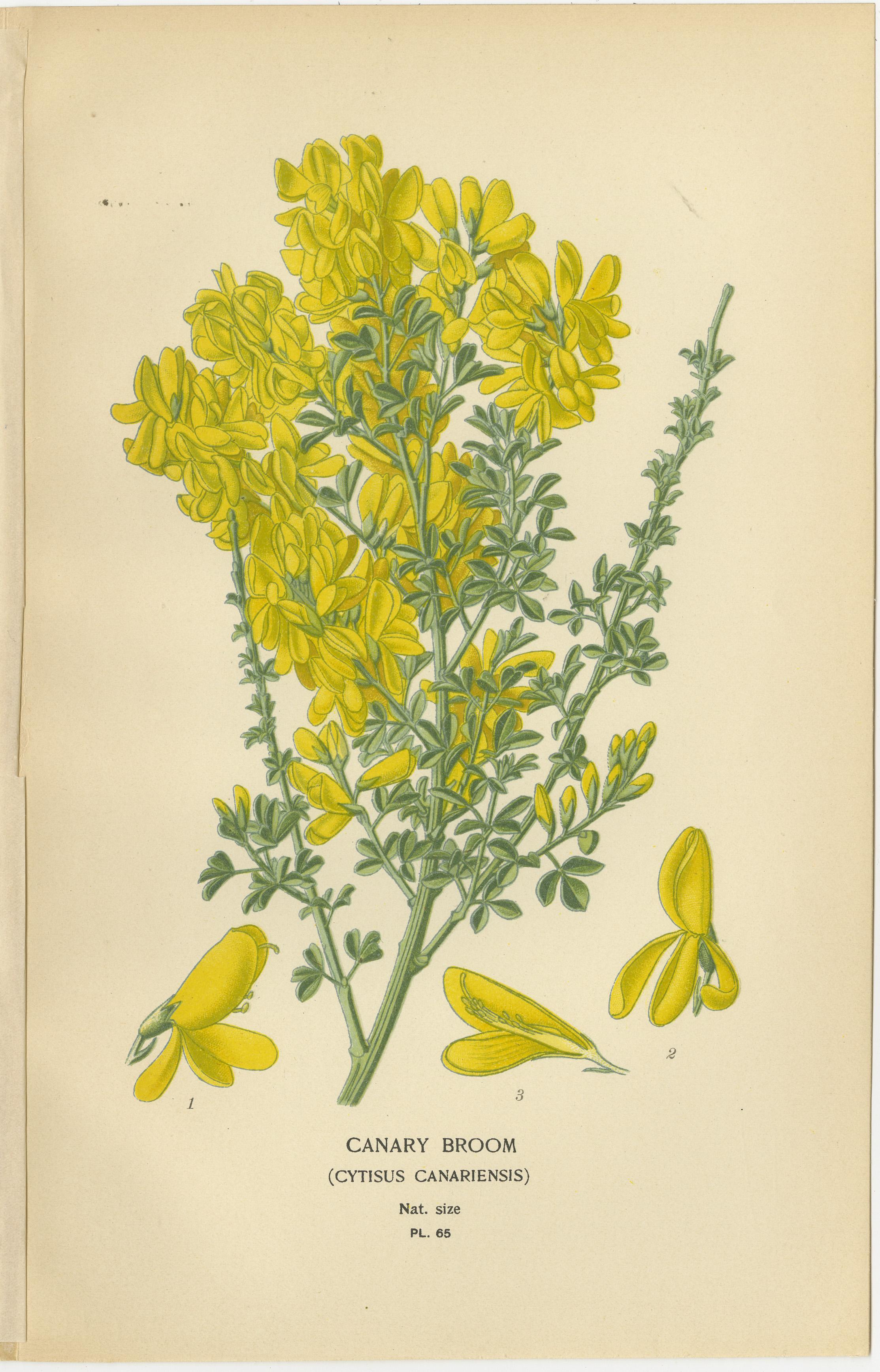 Fin du XIXe siècle Blossoms of Elegance: A Triptyque of 1896 Botanical Art en vente