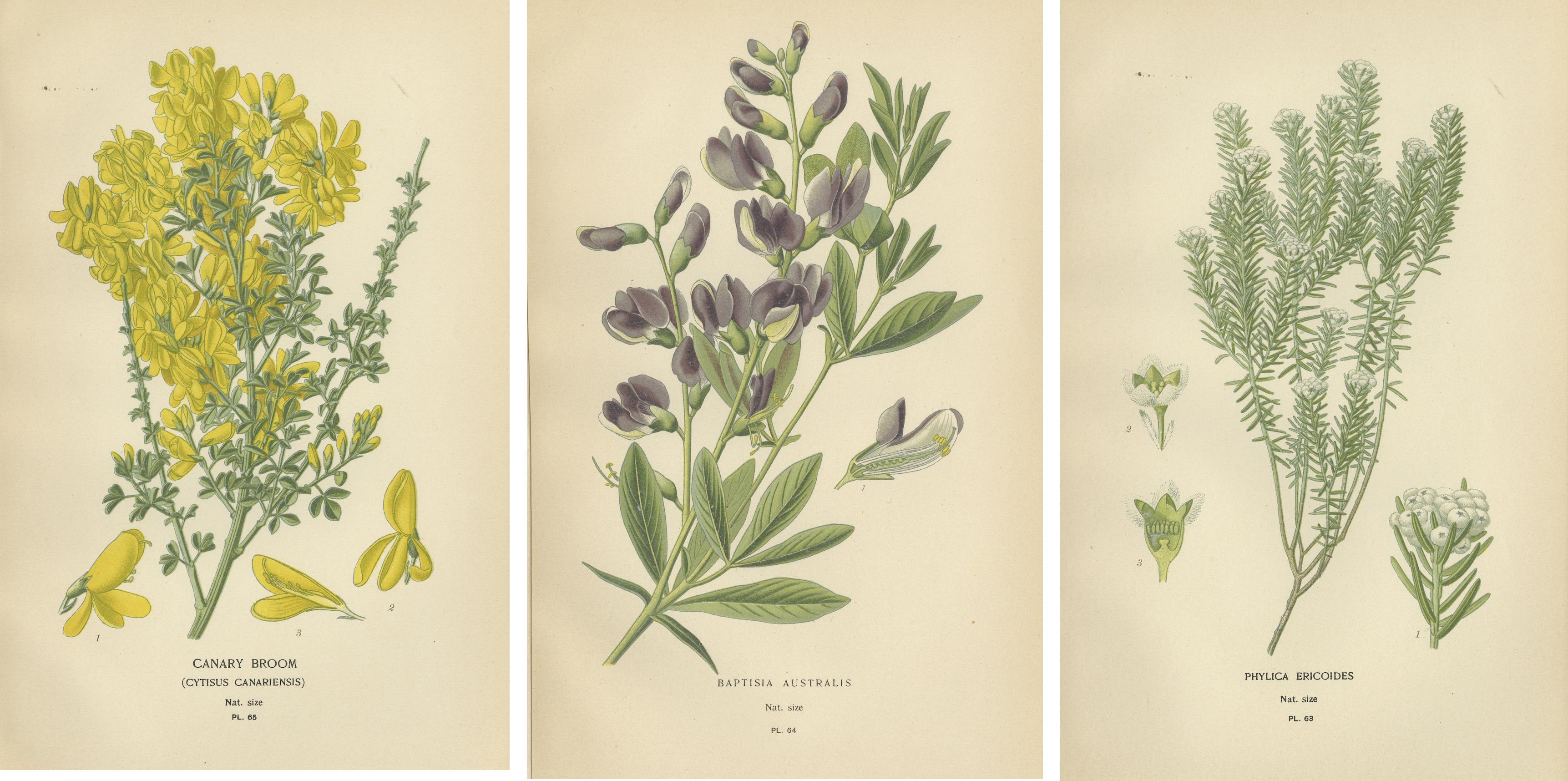 Papier Blossoms of Elegance: A Triptyque of 1896 Botanical Art en vente