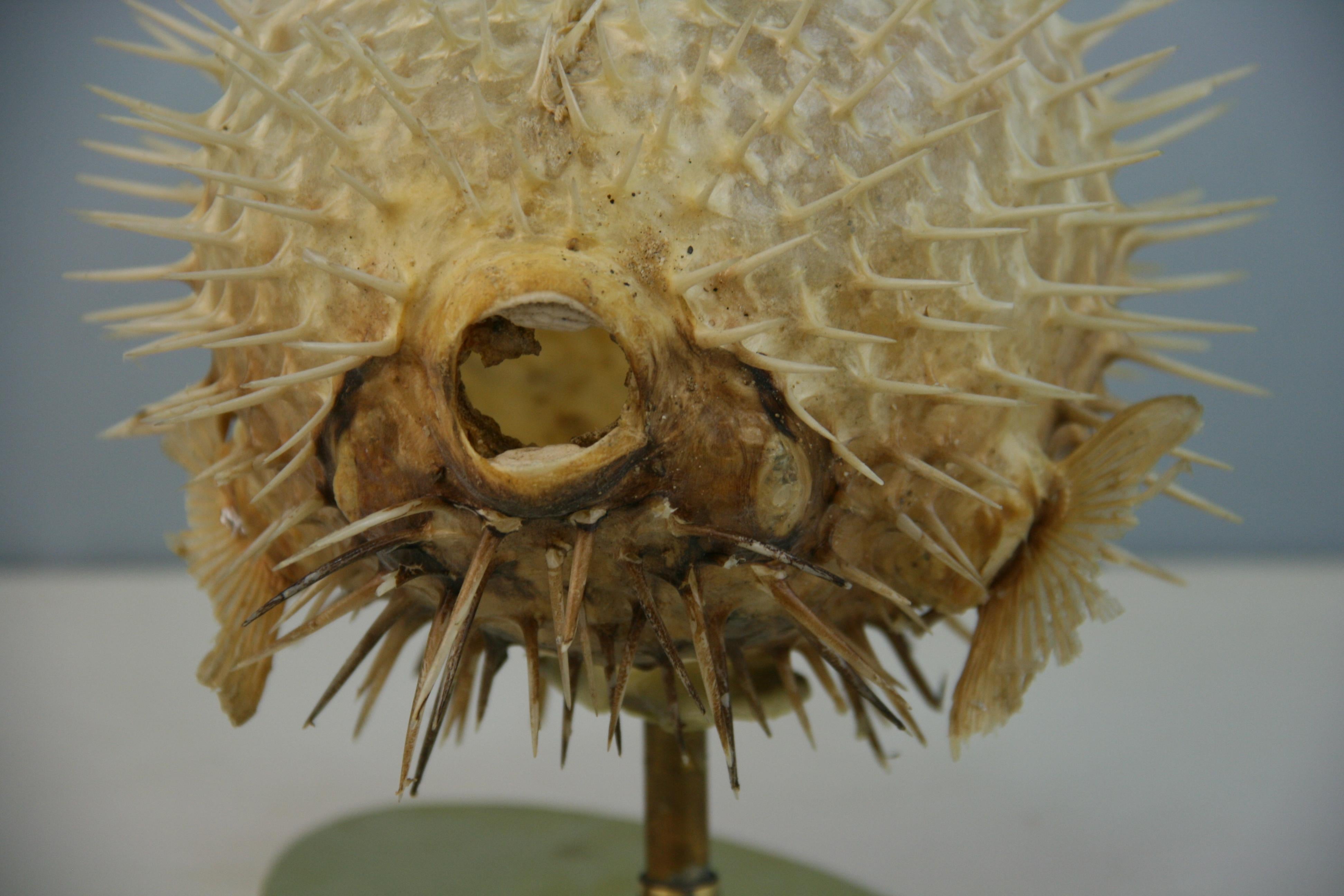 Blow Fish Taxidermy on Brass Base For Sale 3