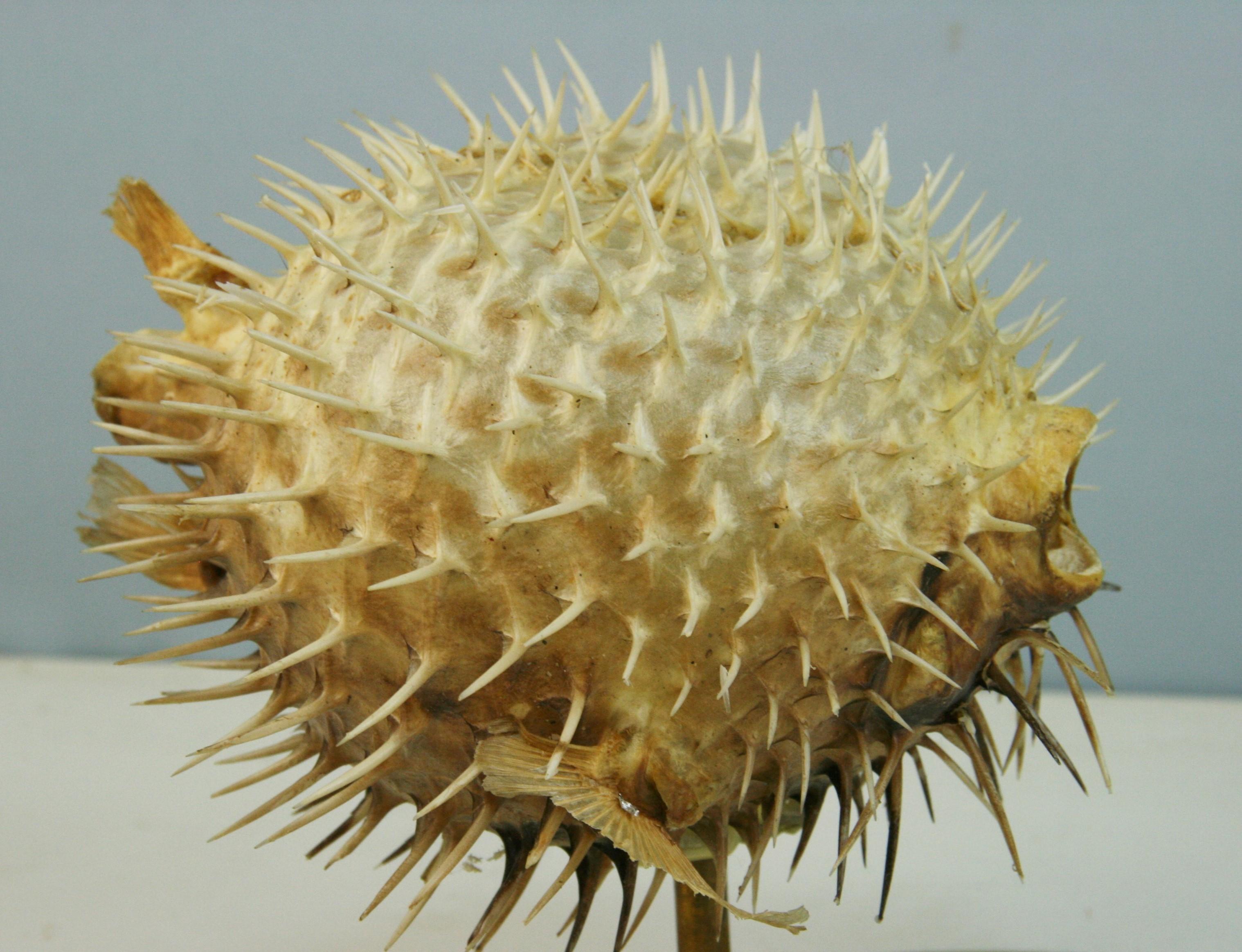 puffer fish skeleton for sale