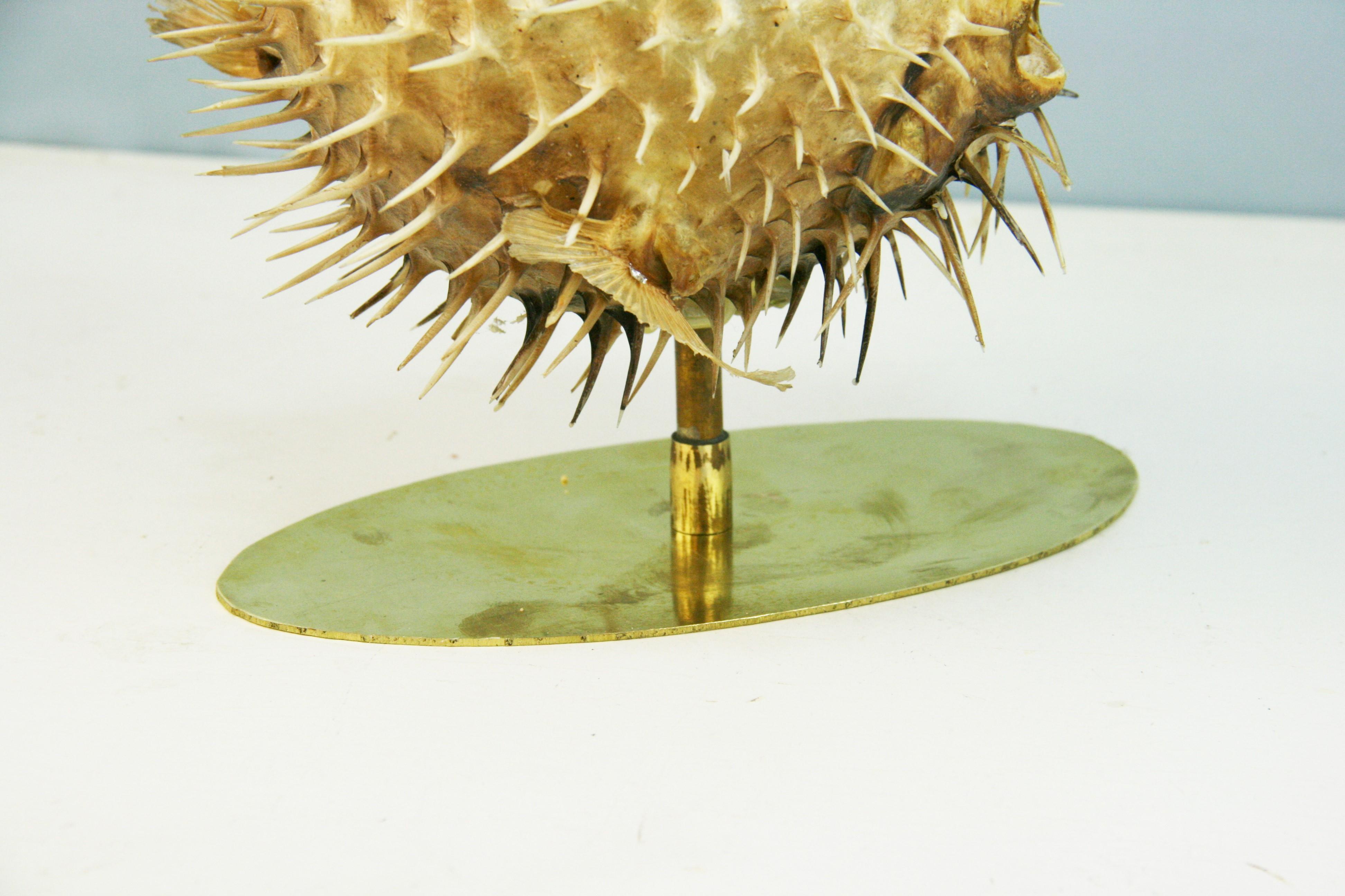 puffer fish taxidermy for sale