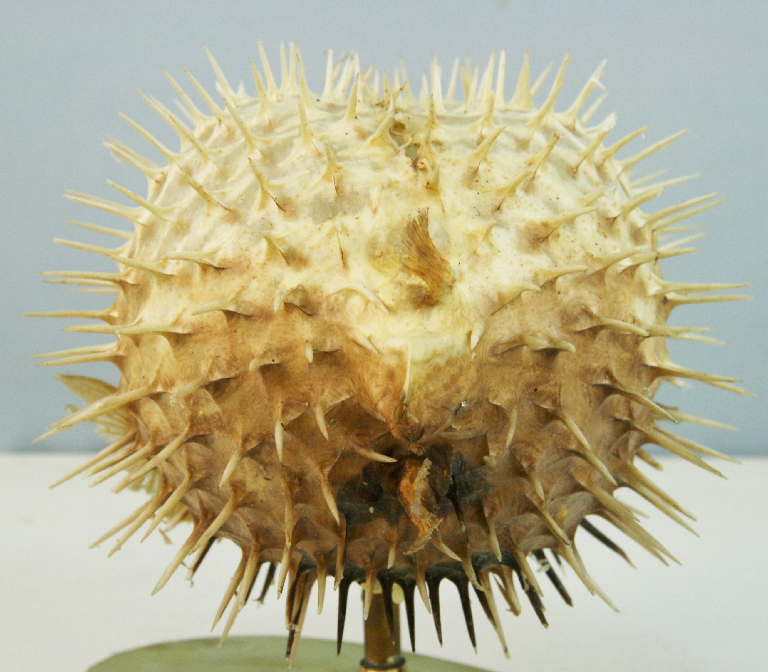 Blow Fish Taxidermy auf Messingsockel im Angebot 1