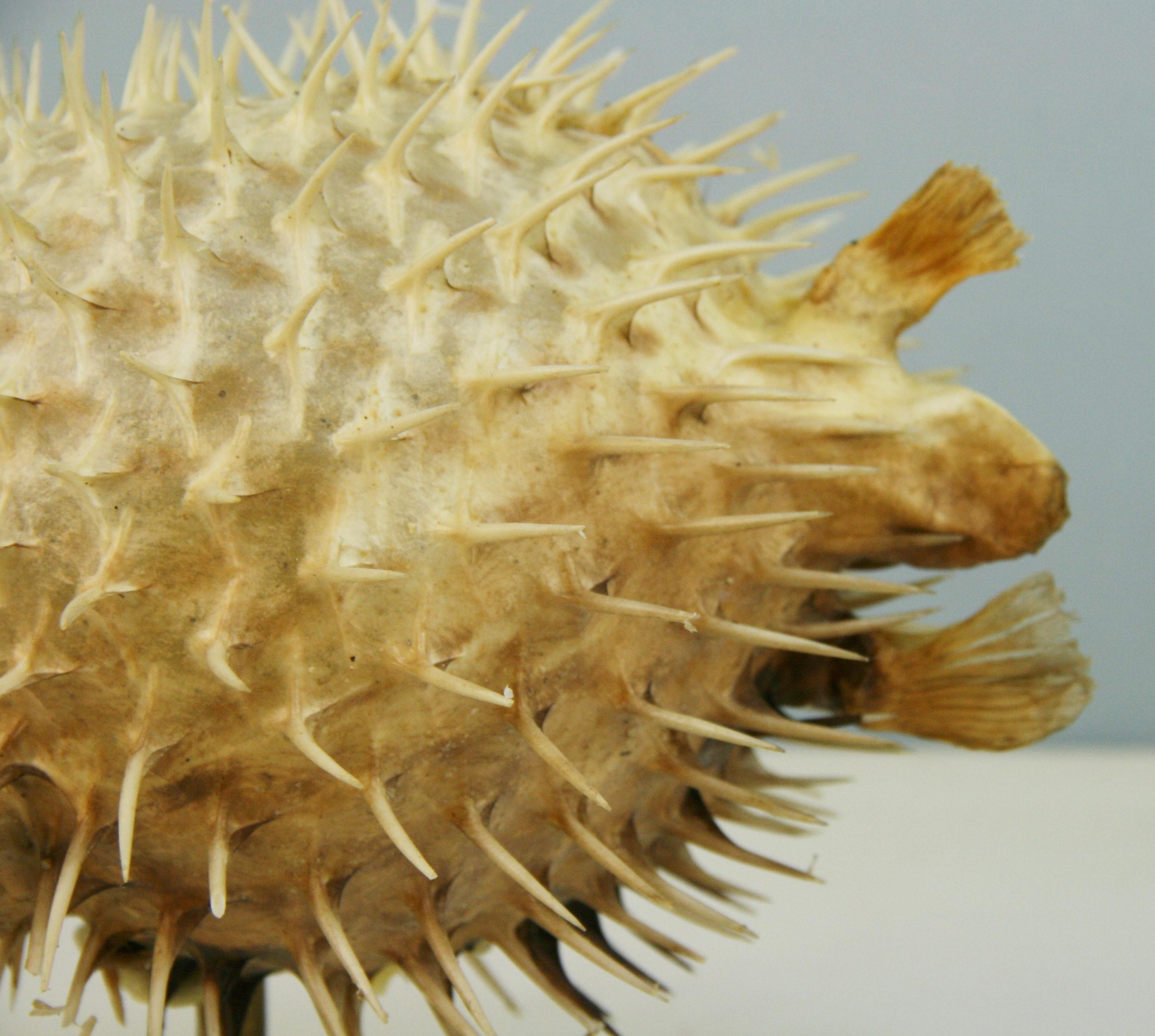 Blow Fish Taxidermy on Brass Base In Excellent Condition For Sale In Douglas Manor, NY