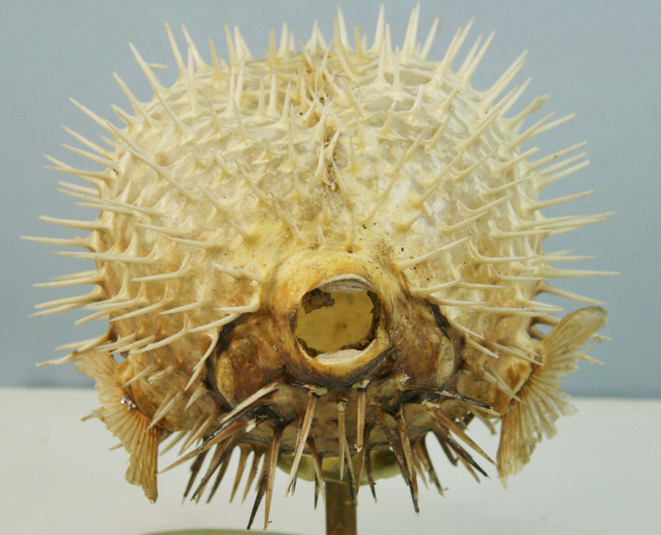Late 20th Century Blow Fish Taxidermy on Brass Base For Sale