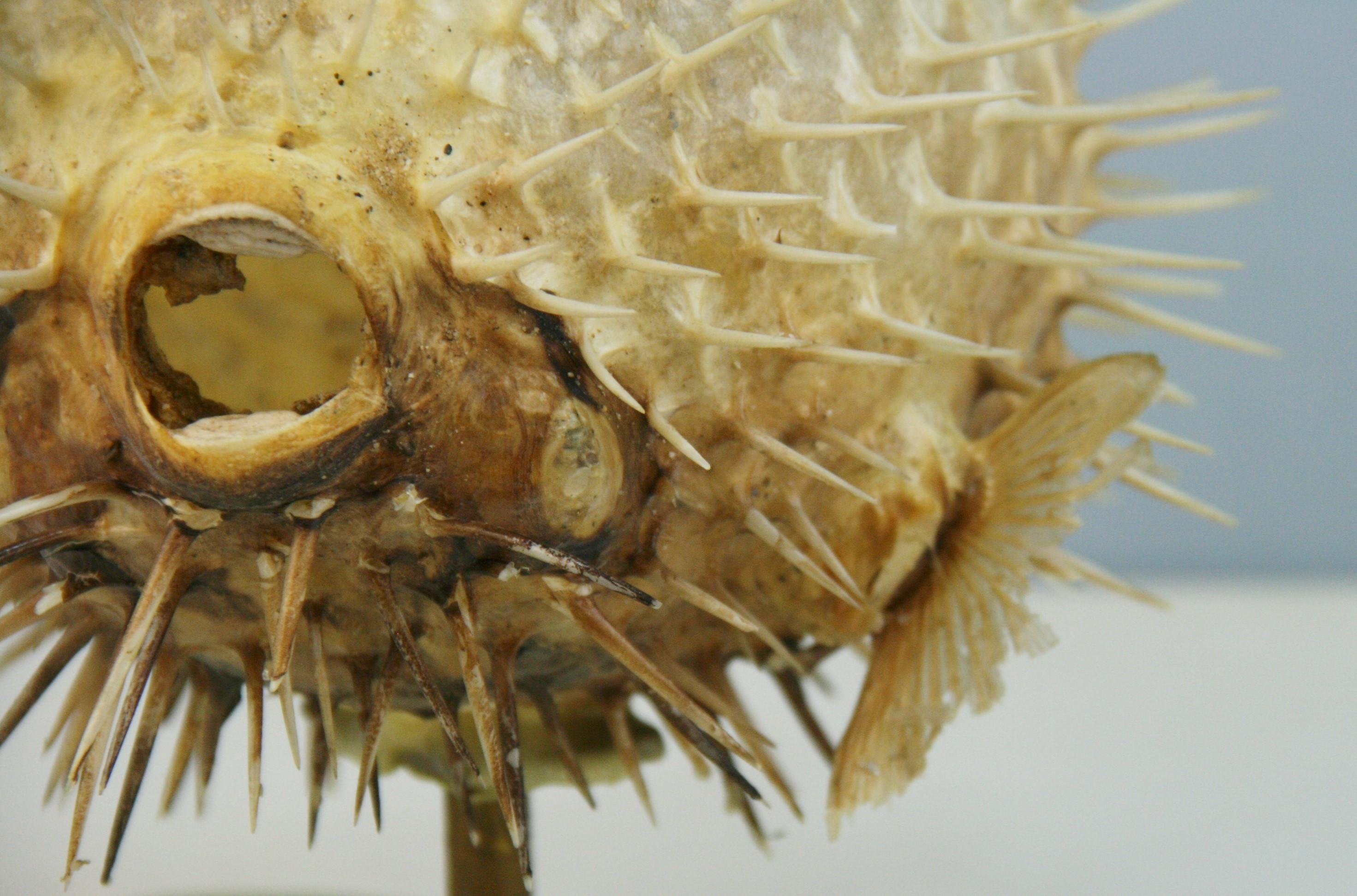 Blow Fish Taxidermy on Brass Base For Sale 2