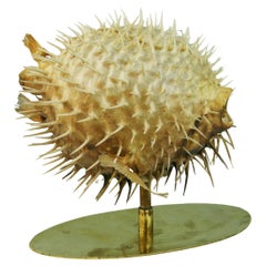Blow Fish Taxidermy on Brass Base