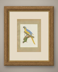 Blue-and-Yellow Macaw and Green Parrot, Brazilian Bird Print, Descourtilz, 1944