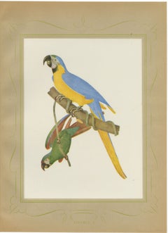 Blue-and-Yellow Macaw and Green Parrot, Brazilian Bird Print, Descourtilz, 1944