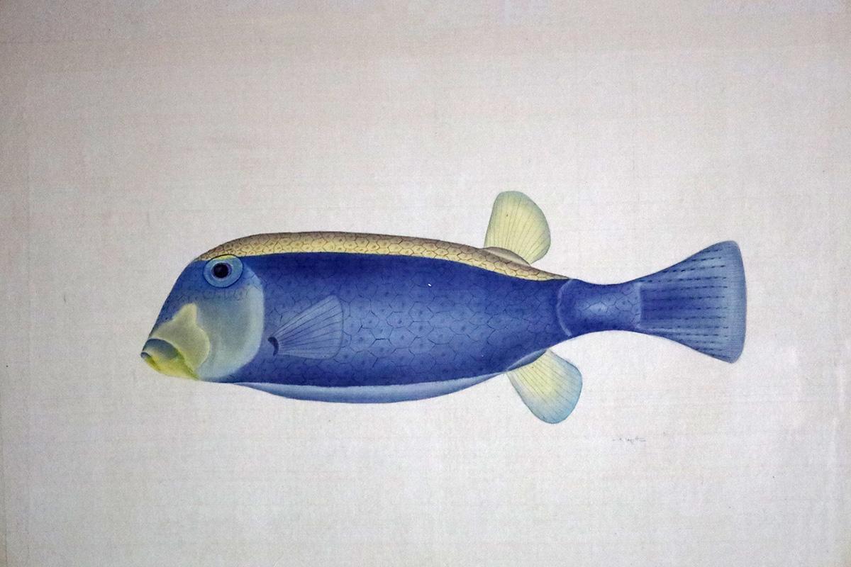 Gerahmtes Aquarell eines blauen und gelben Tangfisches von L. R. Laffitte.
La Roche Laffitte ist eine zeitgenössische französische Künstlerin, die 1943 geboren wurde und sich auf die Malerei von Tieren, Vögeln und Blumen spezialisiert hat. 
Sein