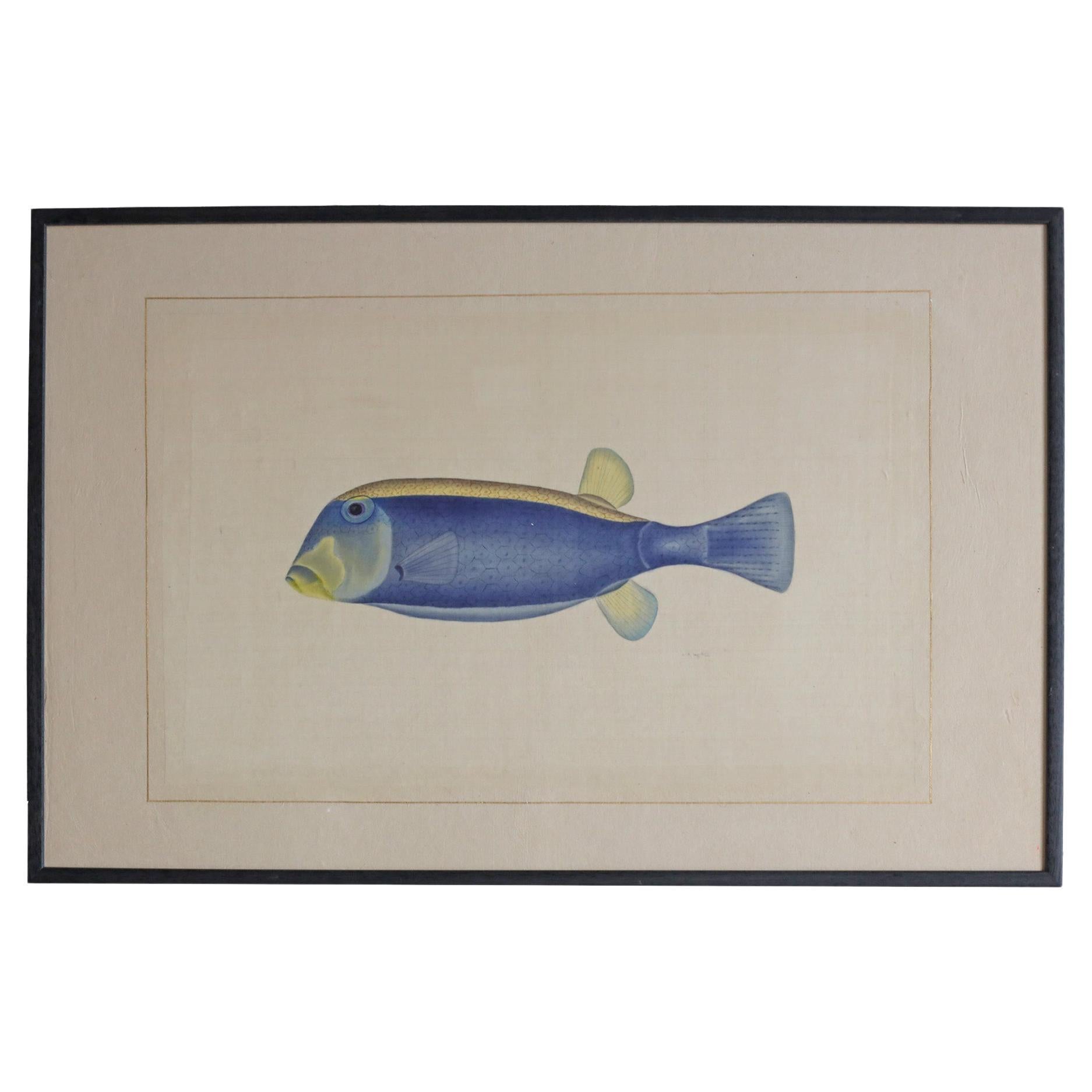 Blue and Yellow Tang Fish Watercolour by L. R. Laffitte