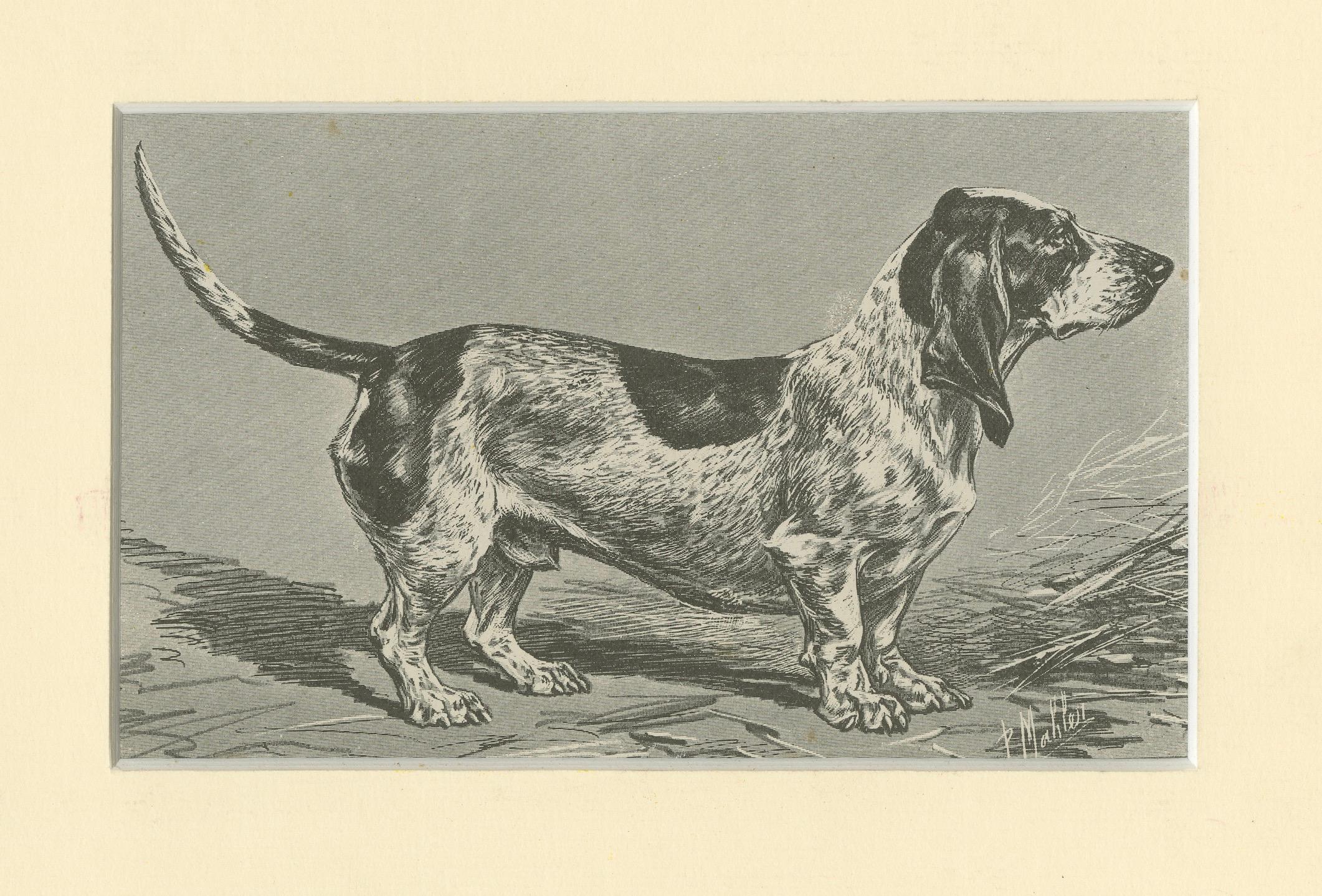 Blue Basset of Gascogne – Antique Dog Illustration, 1915

This fine early 20th-century illustration depicts the Blue Basset of Gascogne, a rare and distinctive breed from southwest France. Known for its elongated body, short legs, and finely mottled