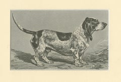 Blue Basset of Gascogne – Antique Dog Illustration, 1915