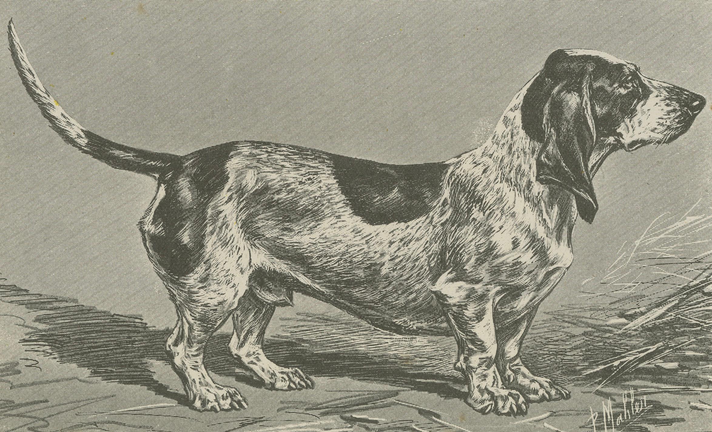 American Blue Basset of Gascogne – Antique Dog Illustration, 1915 For Sale