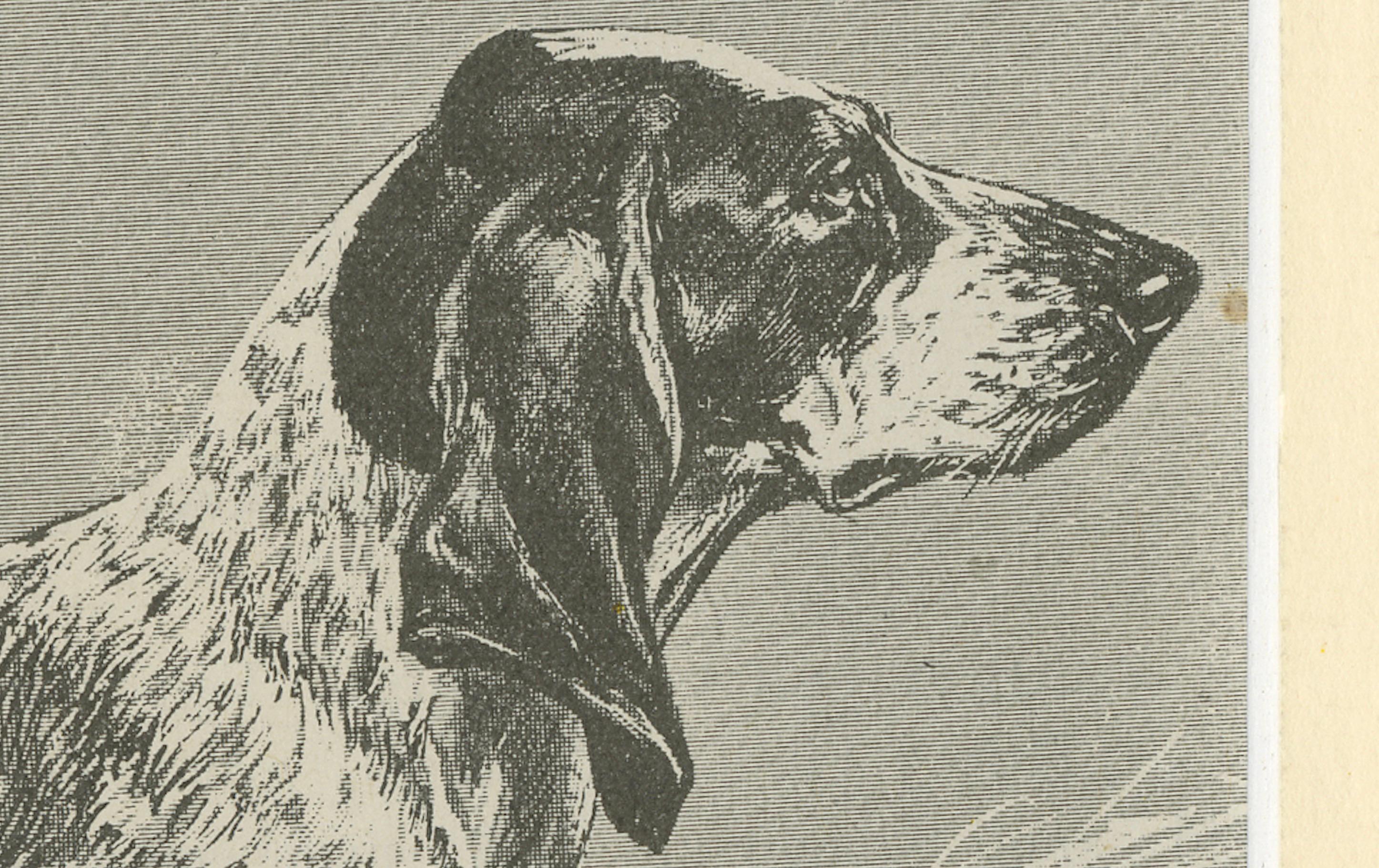 Blue Basset of Gascogne – Antique Dog Illustration, 1915 In Good Condition For Sale In Langweer, NL