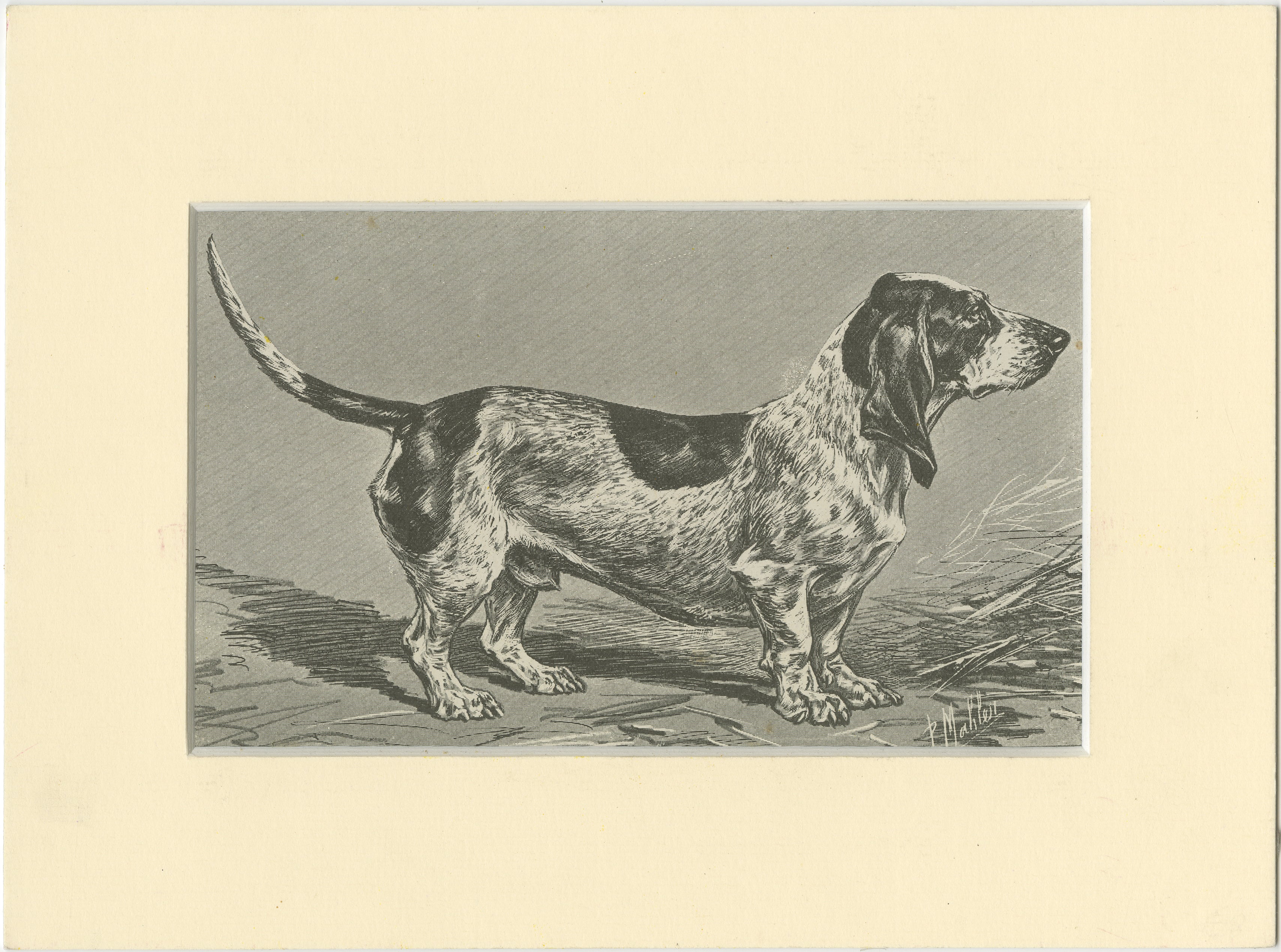 Blue Basset of Gascogne – Antique Dog Illustration, 1915