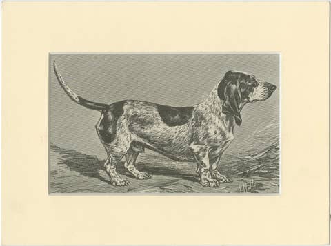 Blue Basset of Gascogne – Antique Dog Illustration, 1915