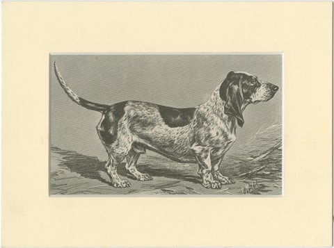 Blue Basset of Gascogne, Antique Dog Illustration, 1915
