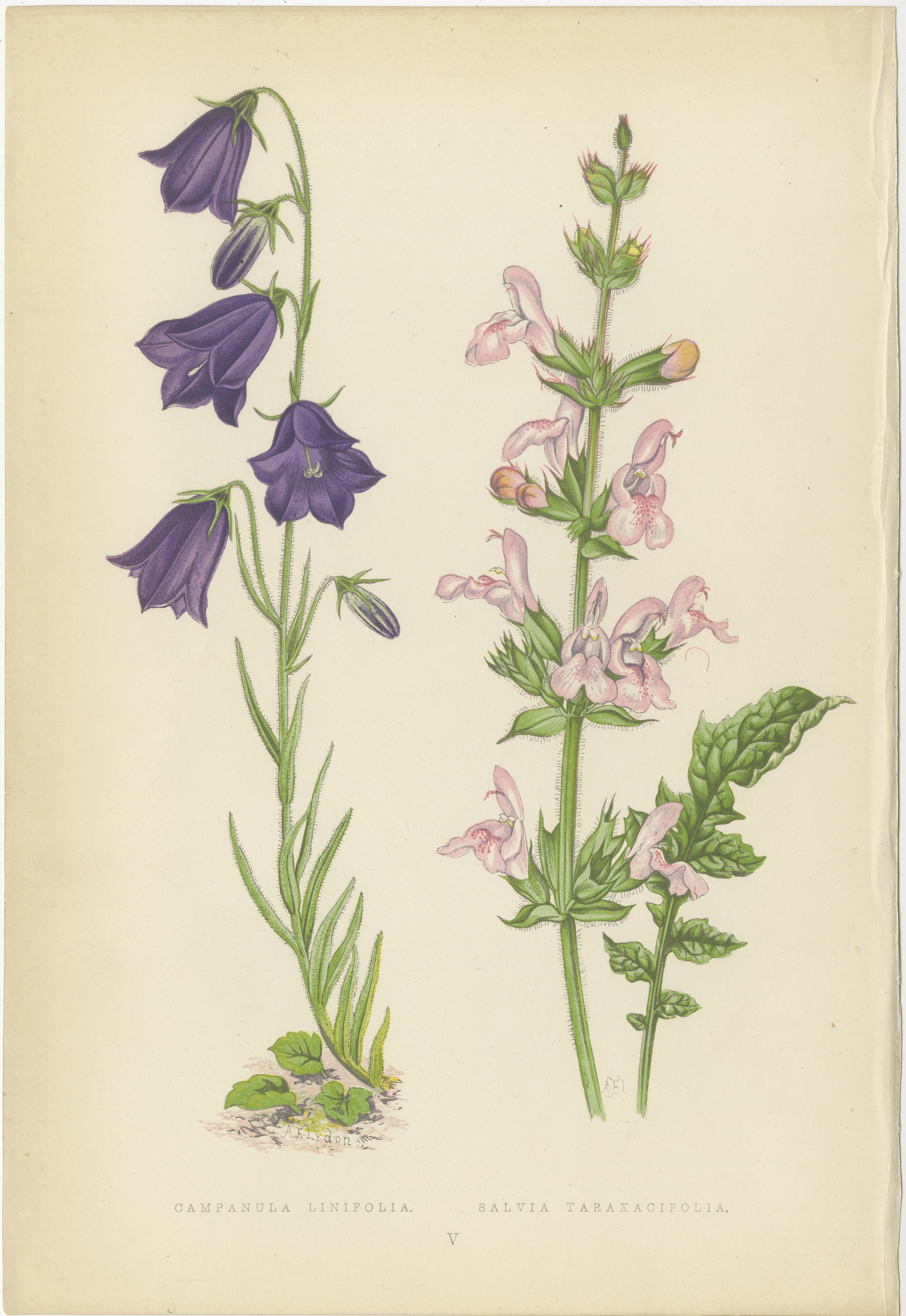 Blaue Glockenblume und marokkanischer Salbei, handkolorierter botanischer Druck, 1874  

Diese eindrucksvolle handkolorierte Lithografie aus dem Jahr 1874 zeigt zwei wunderschön illustrierte alpine Arten: Campanula linifolia (Blaue Glockenblume) und