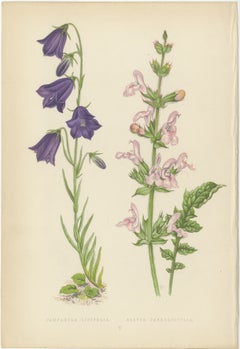 Blue Bellflower and Moroccan Sage, Hand-Coloured Botanical Print, 1874