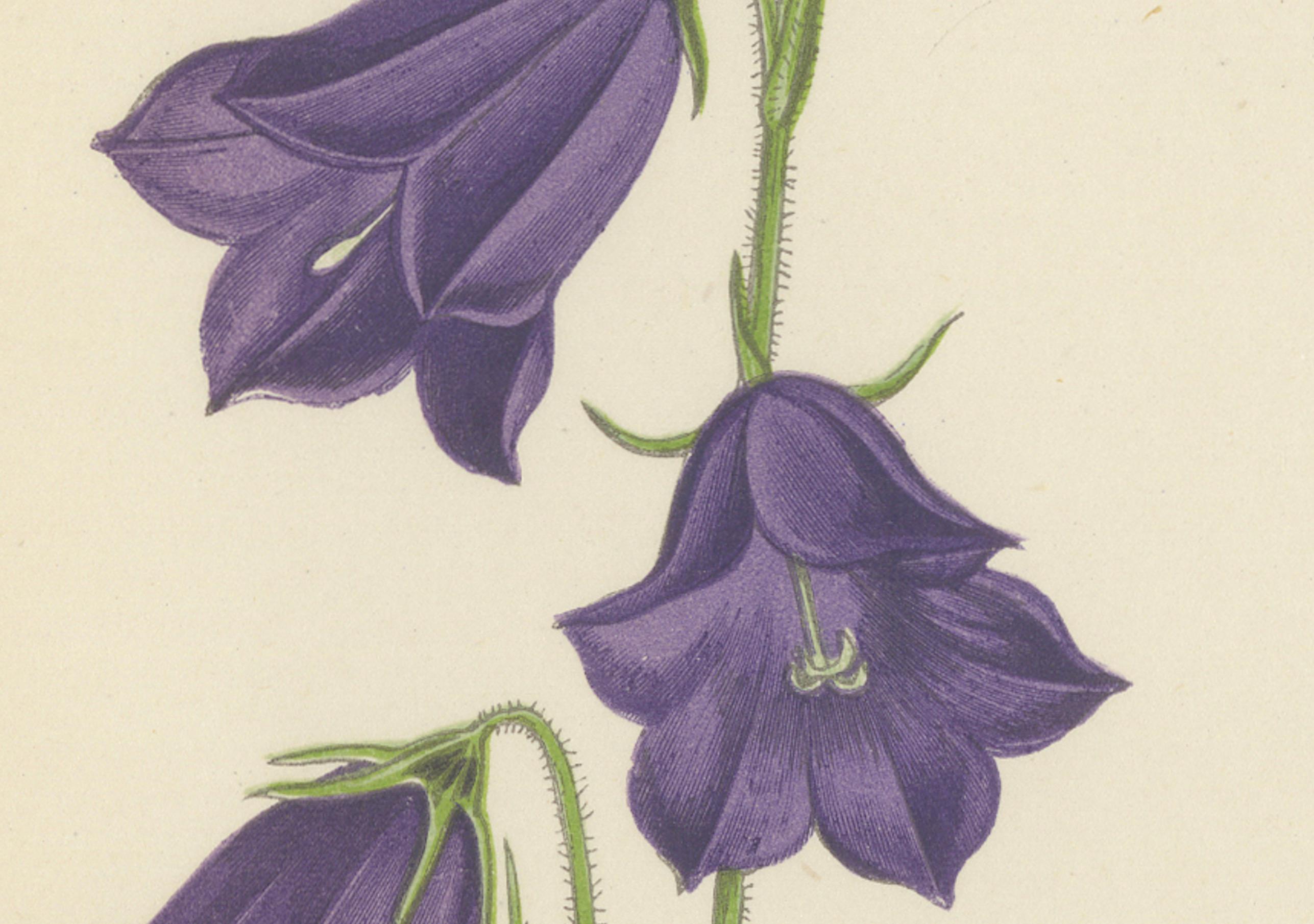 Blaue Glockenblume und marokkanischer Salbei, handkolorierter botanischer Druck, 1874 im Zustand „Gut“ im Angebot in Langweer, NL