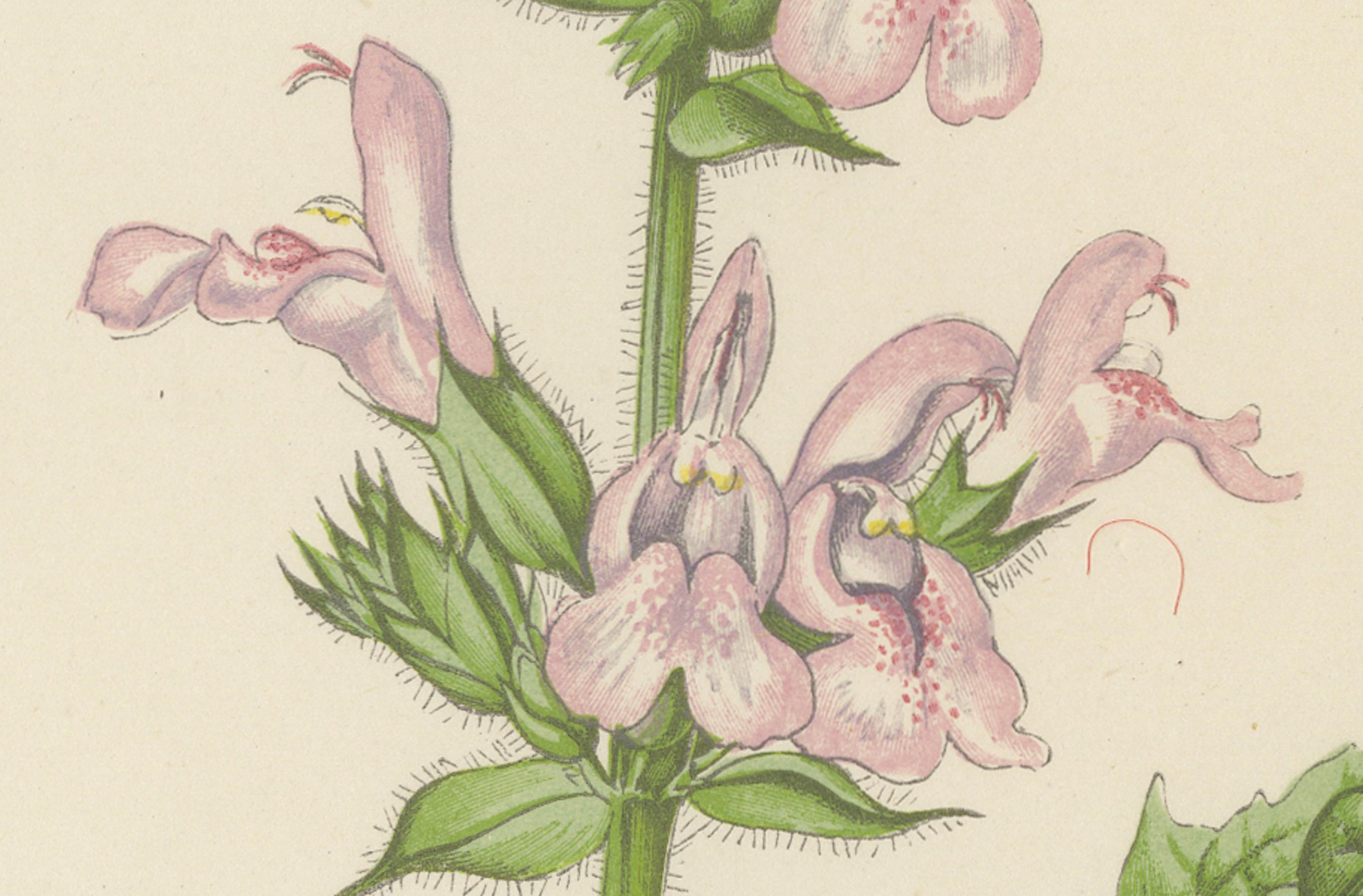 Blaue Glockenblume und marokkanischer Salbei, handkolorierter botanischer Druck, 1874 (Spätes 19. Jahrhundert) im Angebot