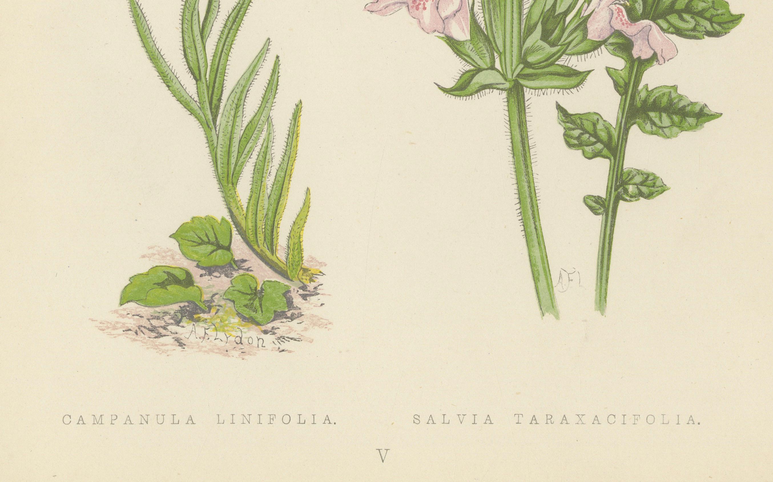 Blaue Glockenblume und marokkanischer Salbei, handkolorierter botanischer Druck, 1874 (Papier) im Angebot