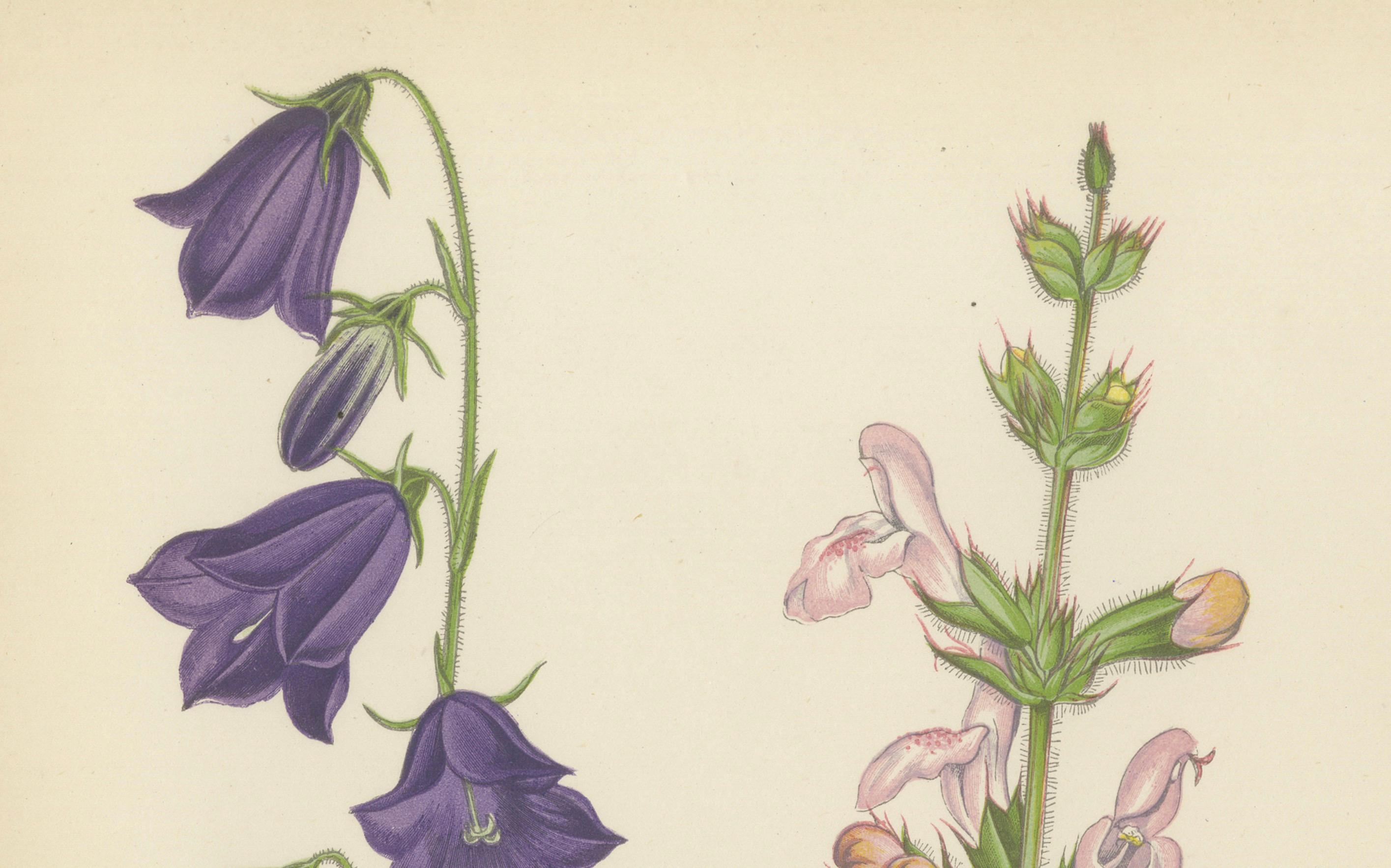 Blaue Glockenblume und marokkanischer Salbei, handkolorierter botanischer Druck, 1874 im Angebot 1