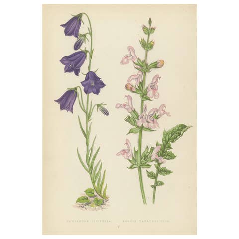 Blue Bellflower and Moroccan Sage, Hand-Coloured Botanical Print, 1874