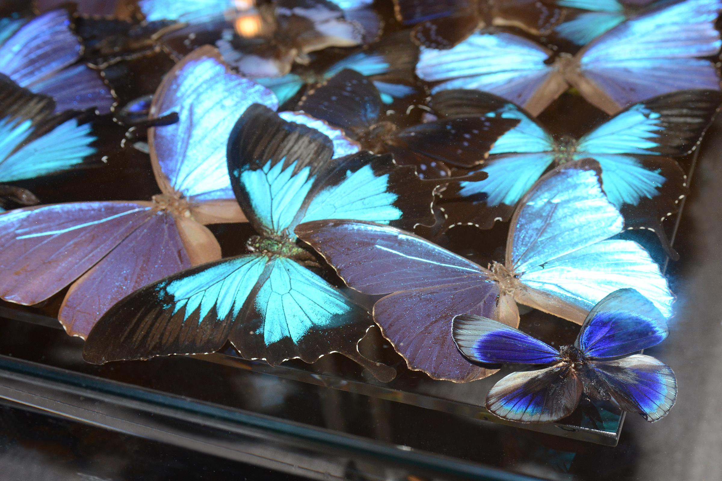 Stainless Steel Blue Butterflies Coffee Table