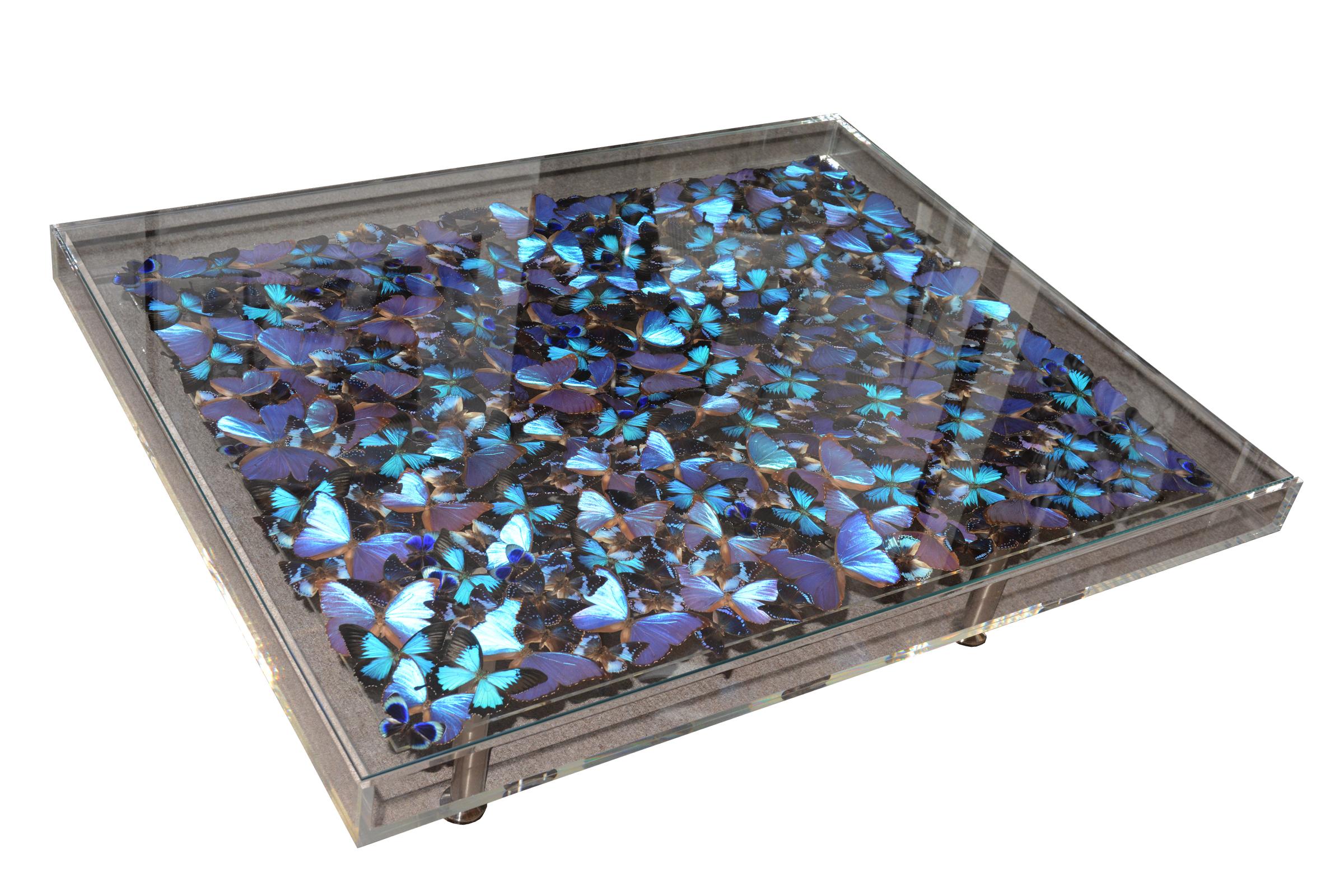 Coffee table blue butterflies with plexiglass top frame and with
clear glass top. With around 330 Butterflies. No specimens are protected.
With butterflies Morpho didius, Morpho Menelaus, Papilio Ulysses, Charaxes
tiridates, Charaxes Laodice,