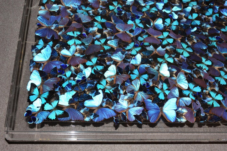 Blue Butterflies Coffee Table at 1stDibs | butterfly coffee table, blue