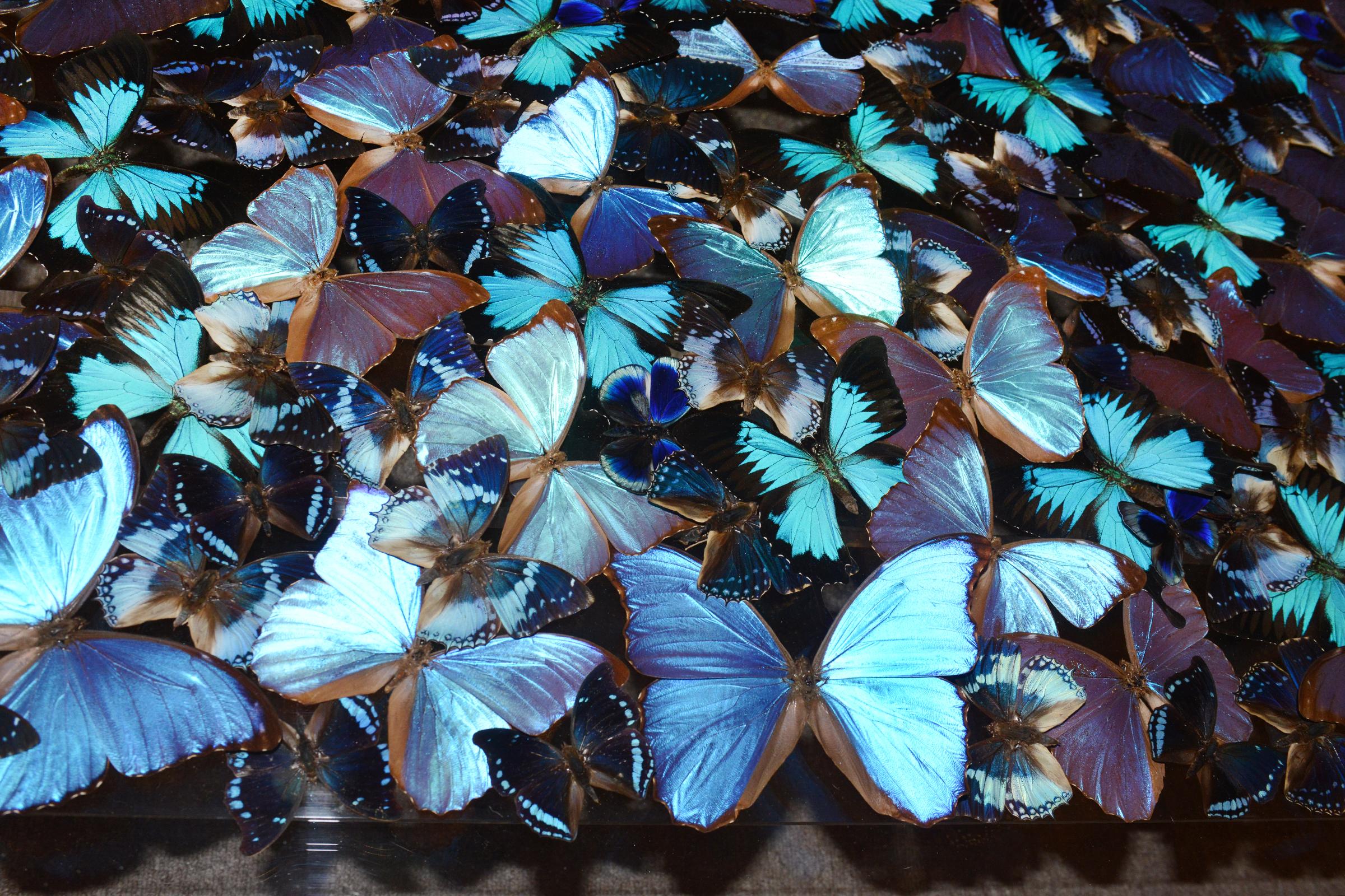 blue coffee table