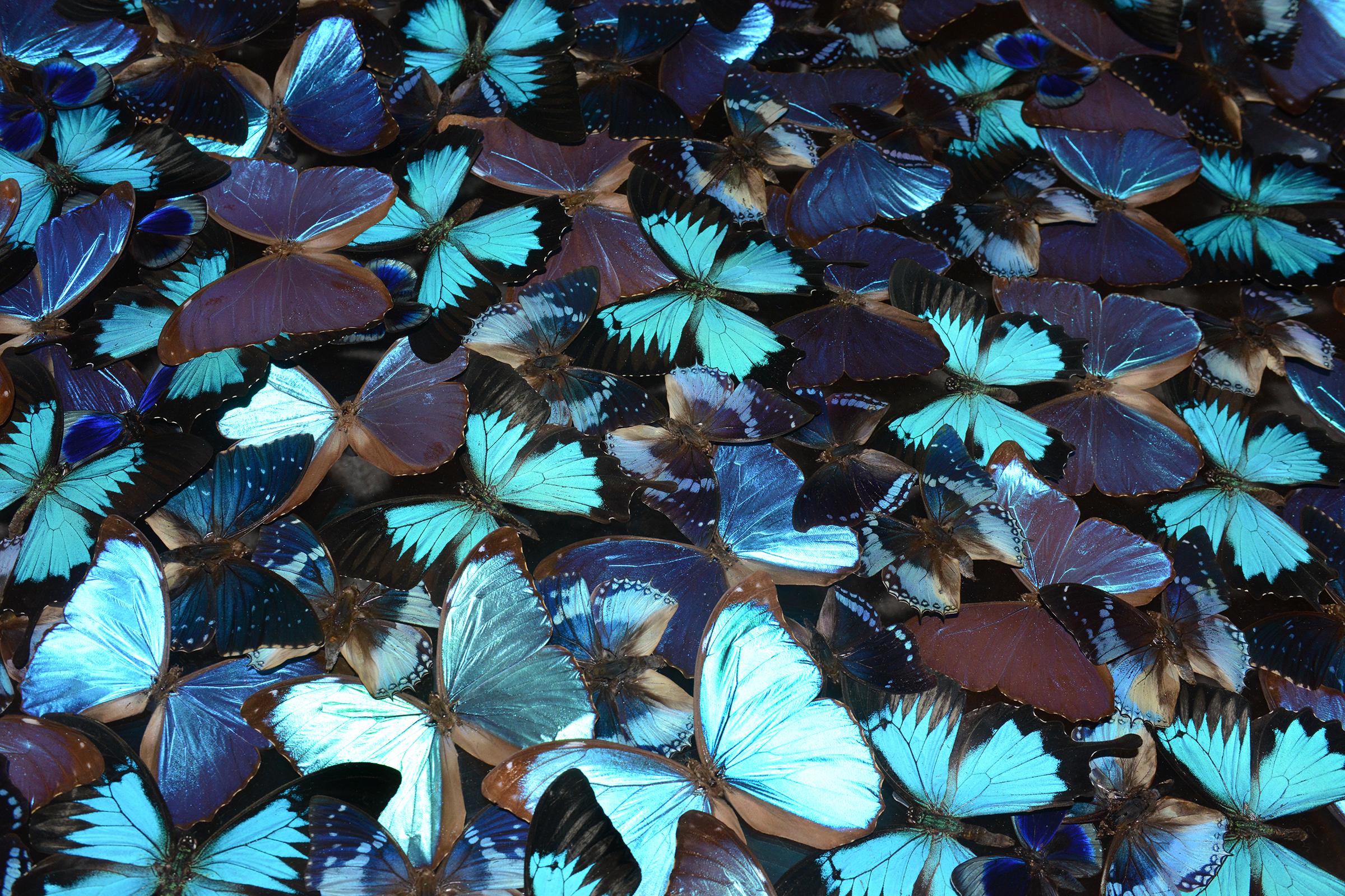 French Blue Butterflies Coffee Table