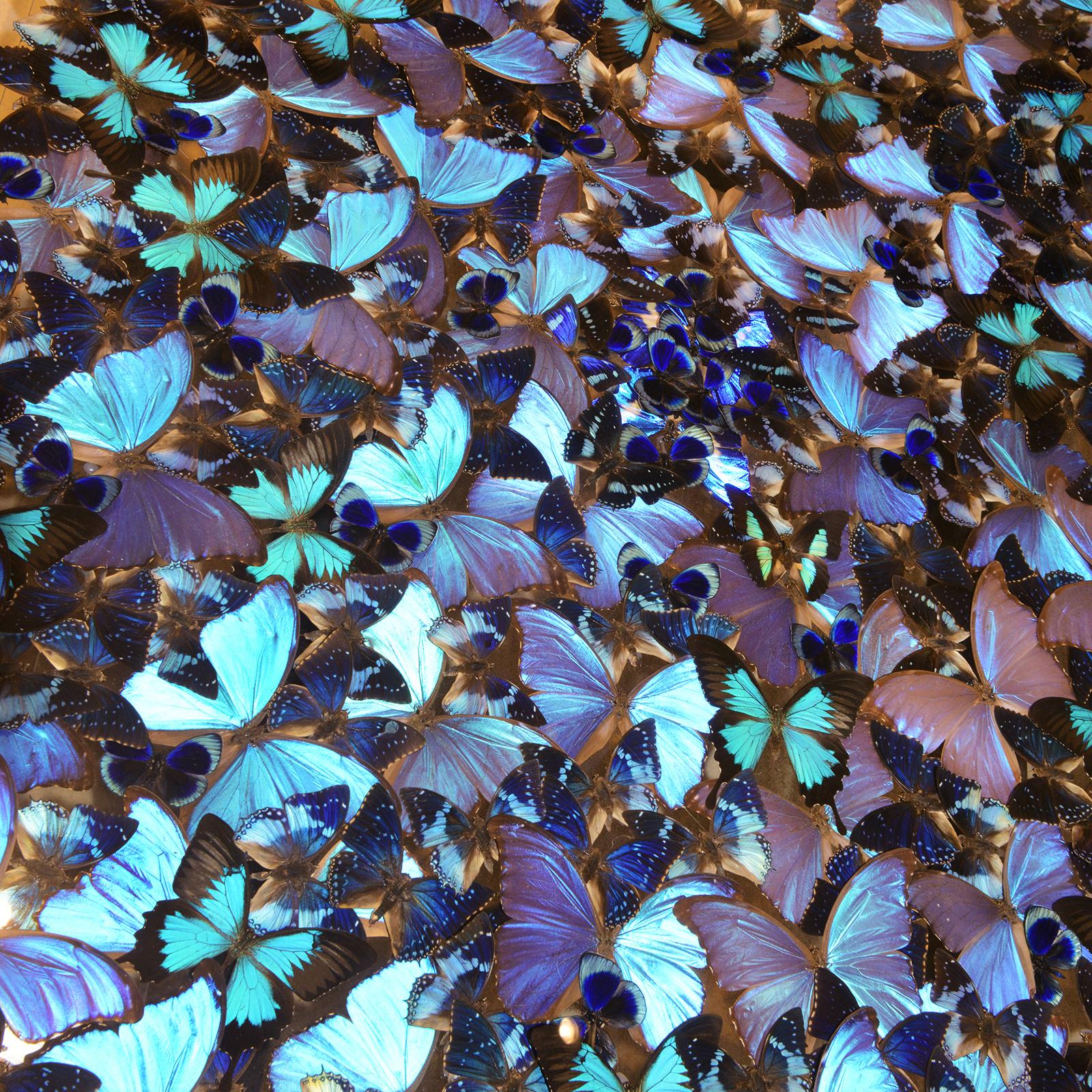 XXIe siècle et contemporain Table basse Blue Butterflies en vente