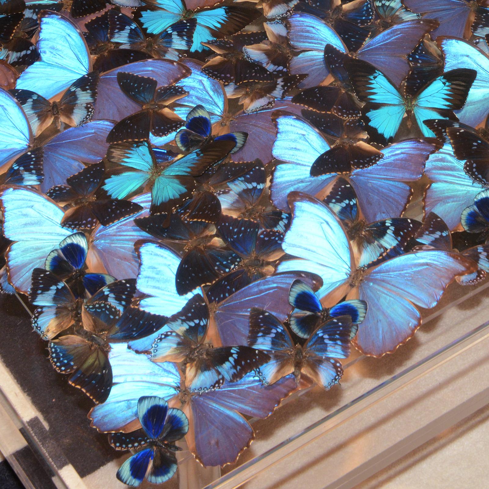 Stainless Steel Blue Butterflies Coffee Table For Sale