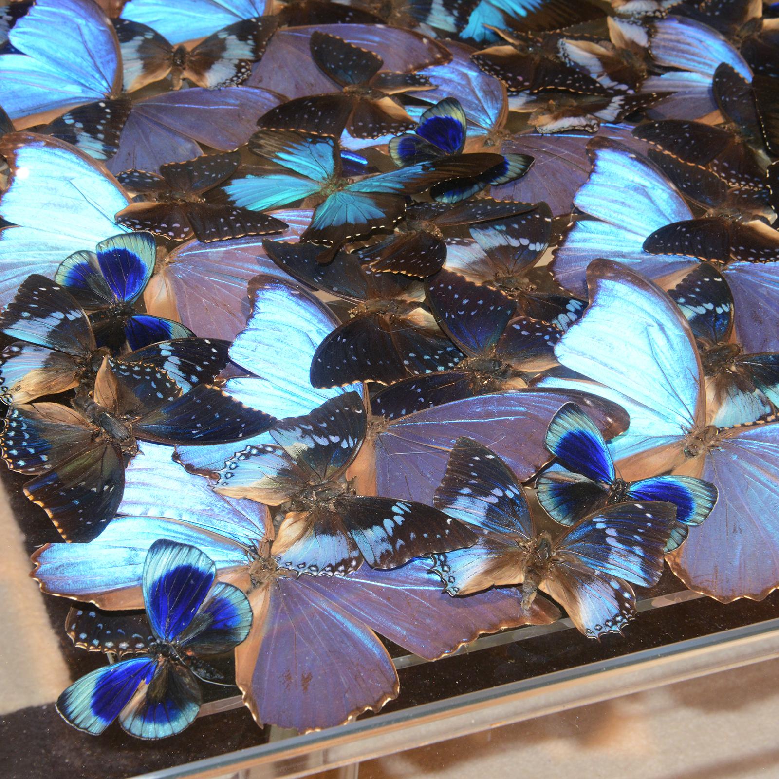 Blue Butterflies Coffee Table For Sale 1
