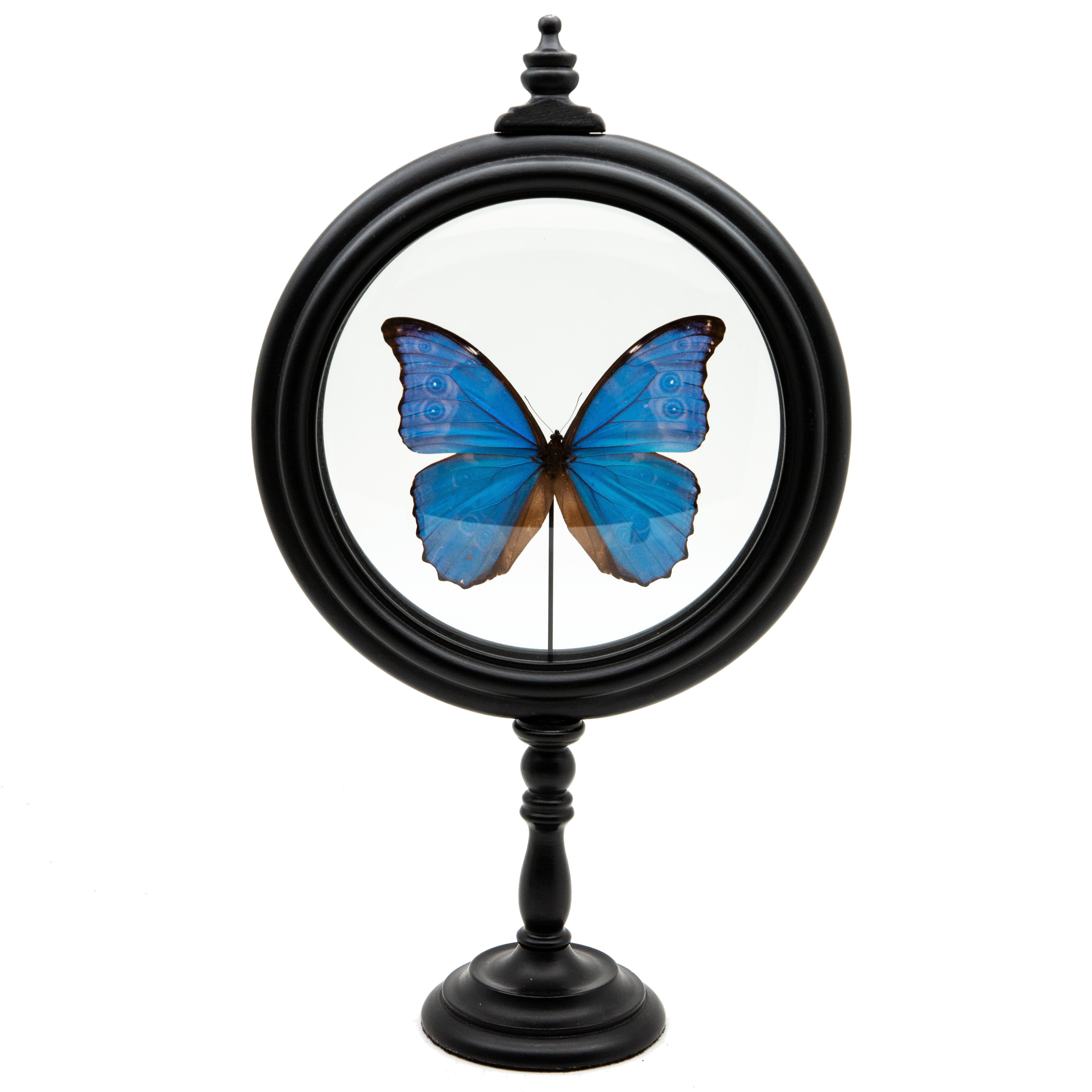 Blue butterfly in round reliquary. Morpho Didius butterfly mounted in France. Turned wood base with double glass. Electric blue butterfly (Morpho Didius) from South America in a reliquary with curved glasses. The back side of this butterfly has