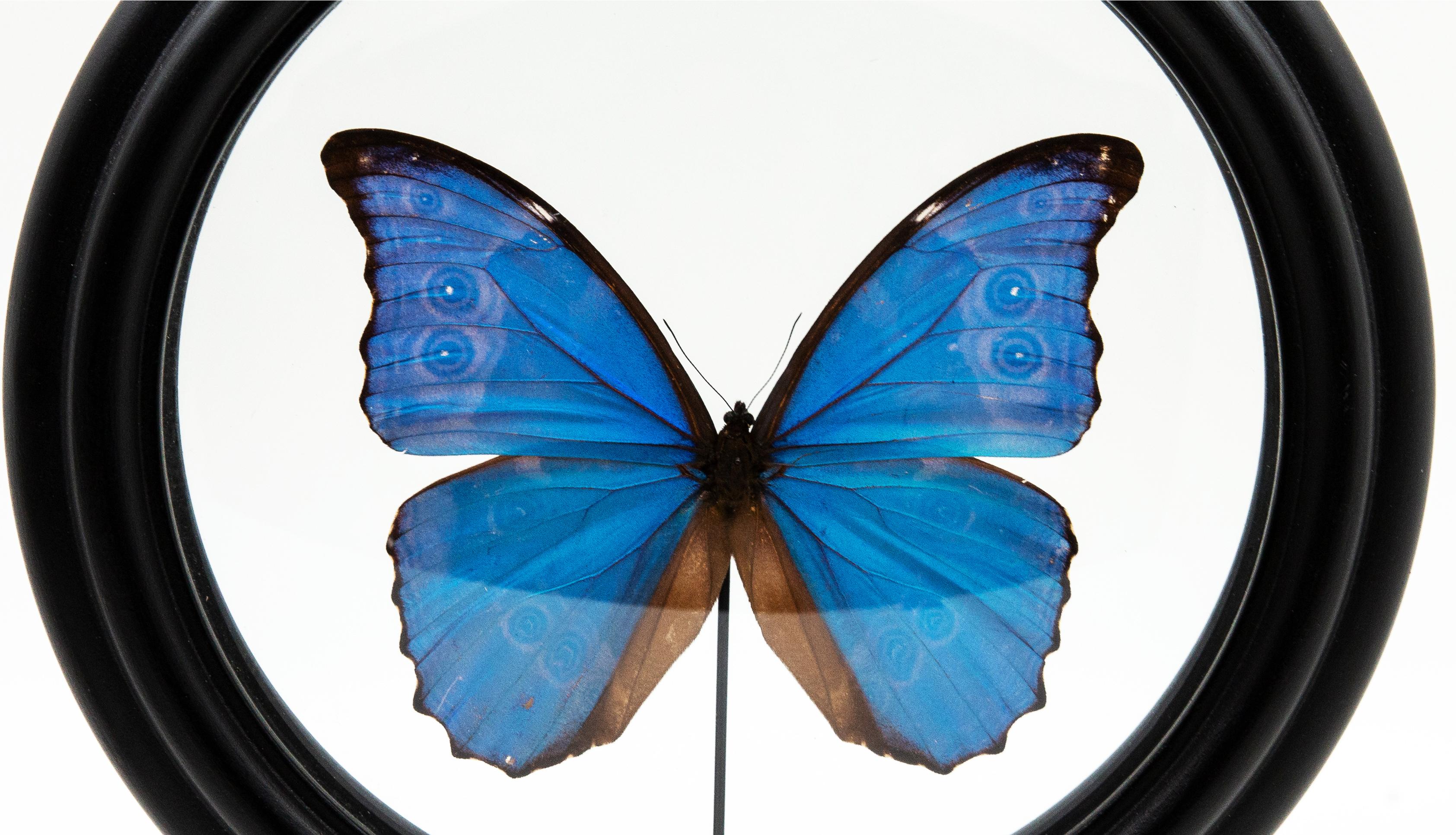 French Blue Butterfly in Round Reliquary