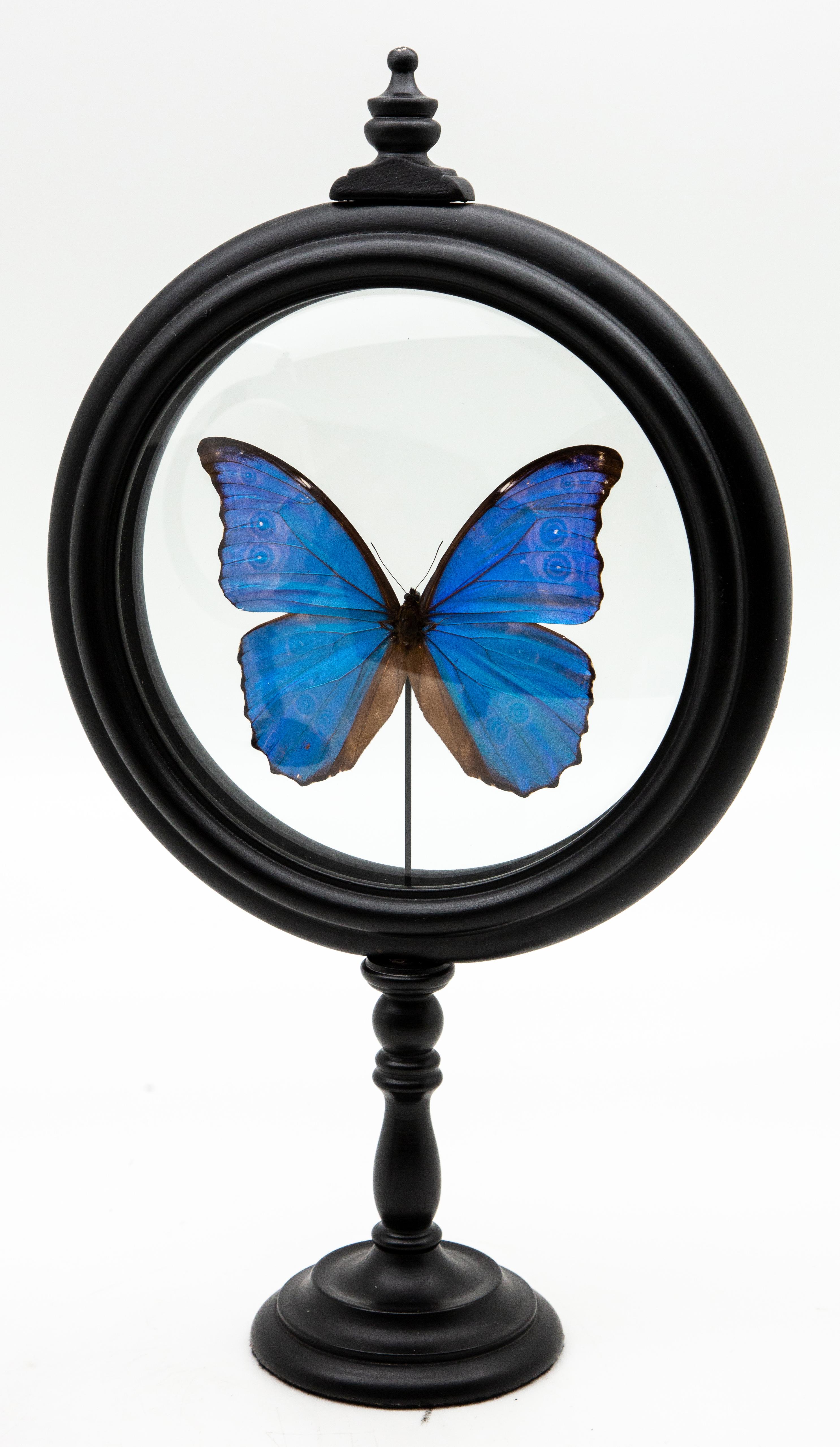 Painted Blue Butterfly in Round Reliquary
