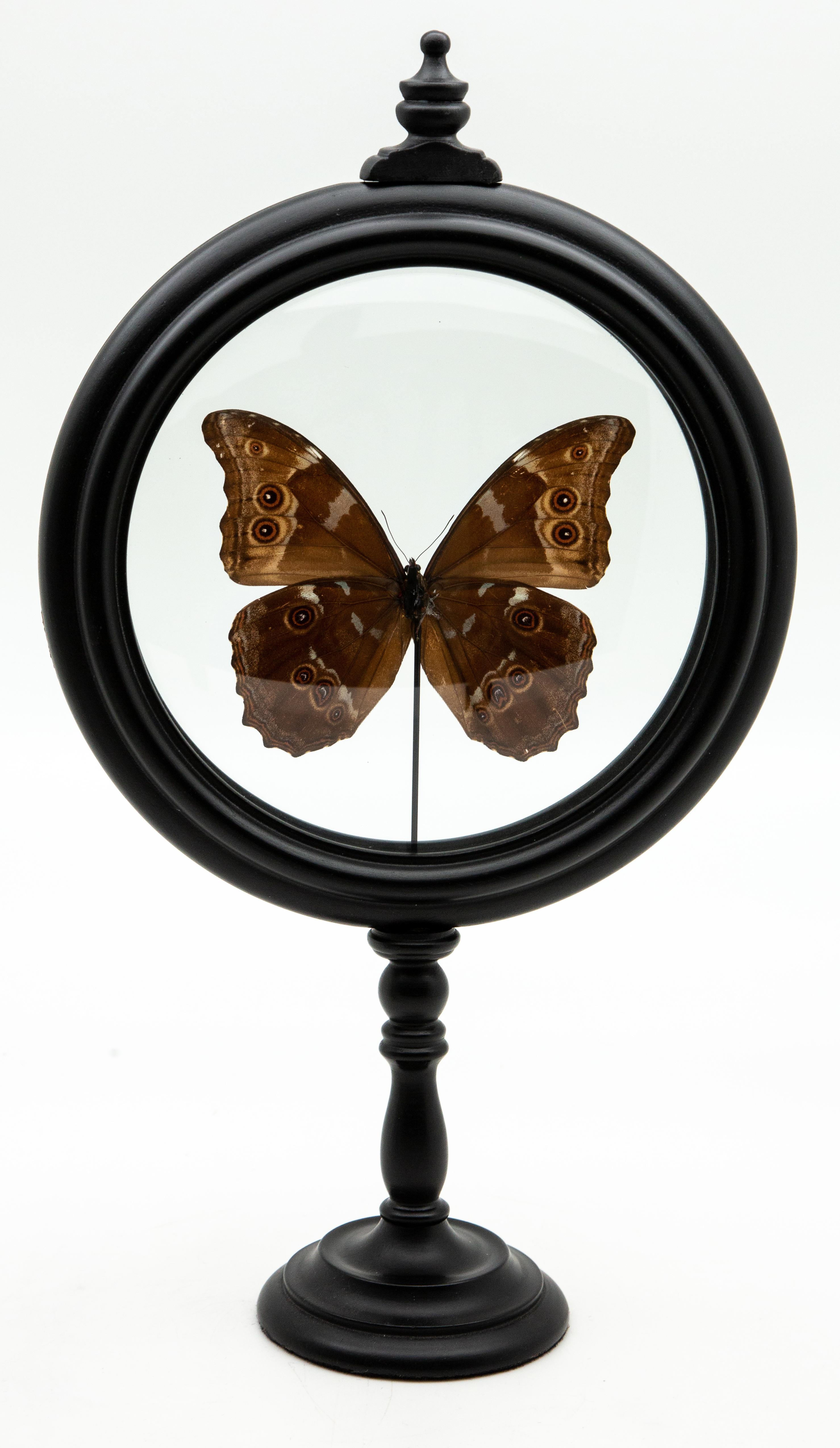 Blue Butterfly in Round Reliquary In New Condition In New York, NY