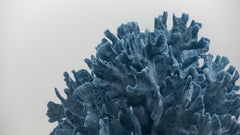 Blue Coral Mounted