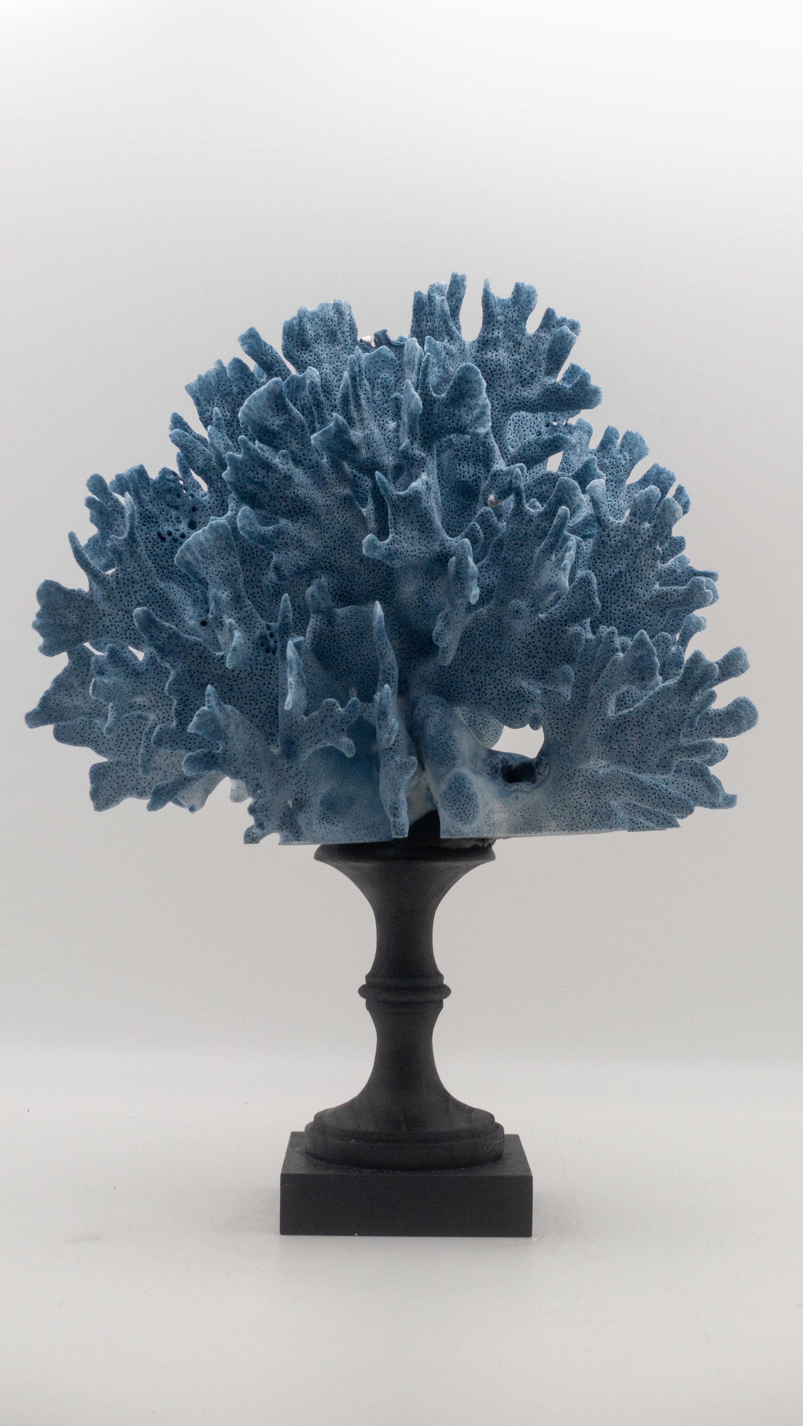 Organic Modern Blue Coral Mounted