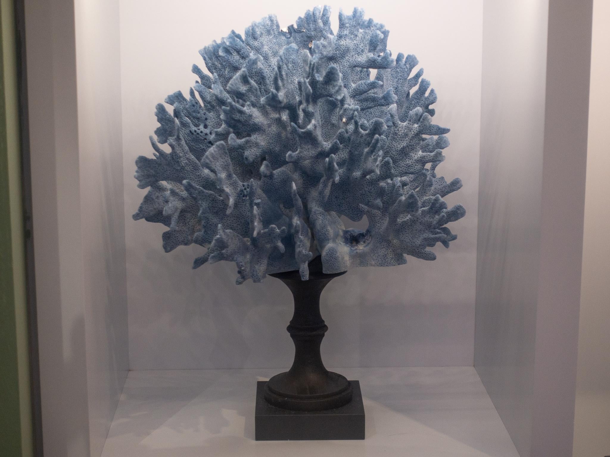 Blue Coral Mounted In Excellent Condition In New York, NY