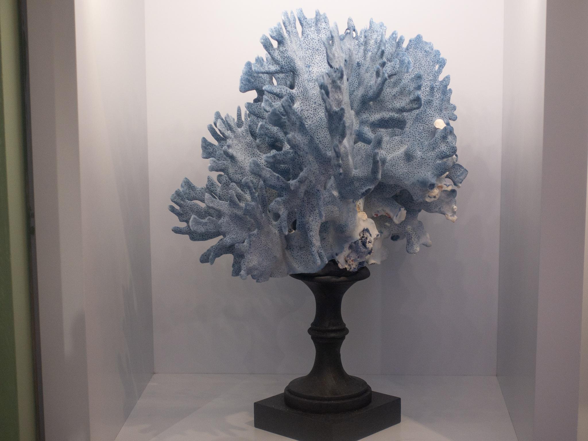 Blue Coral Mounted 2